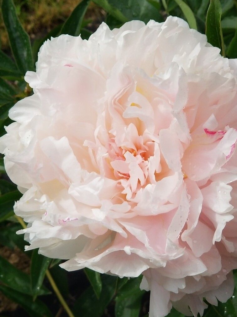 PAEONIA lactiflora Moonstone