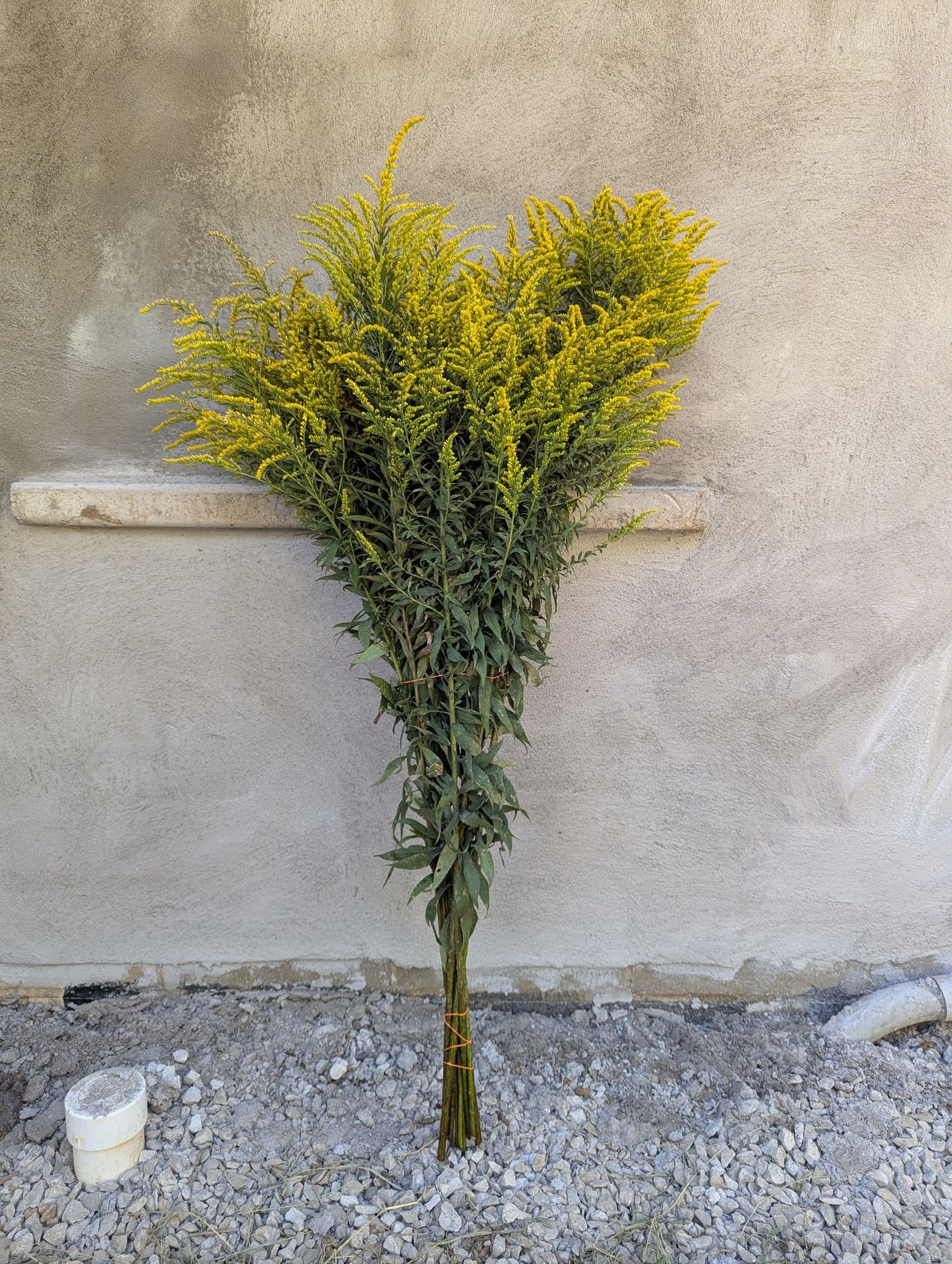 SOLIDAGO canadensis