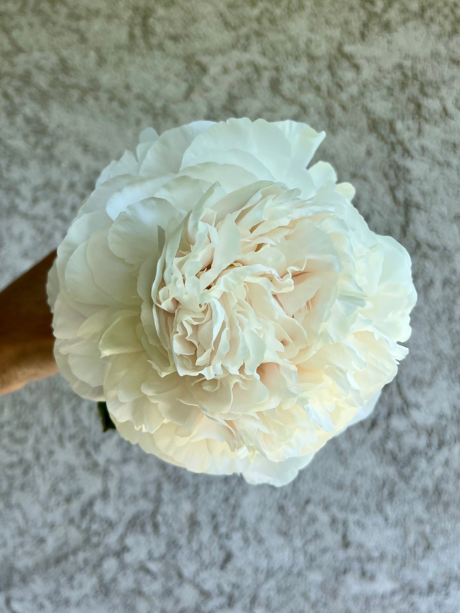 PAEONIA