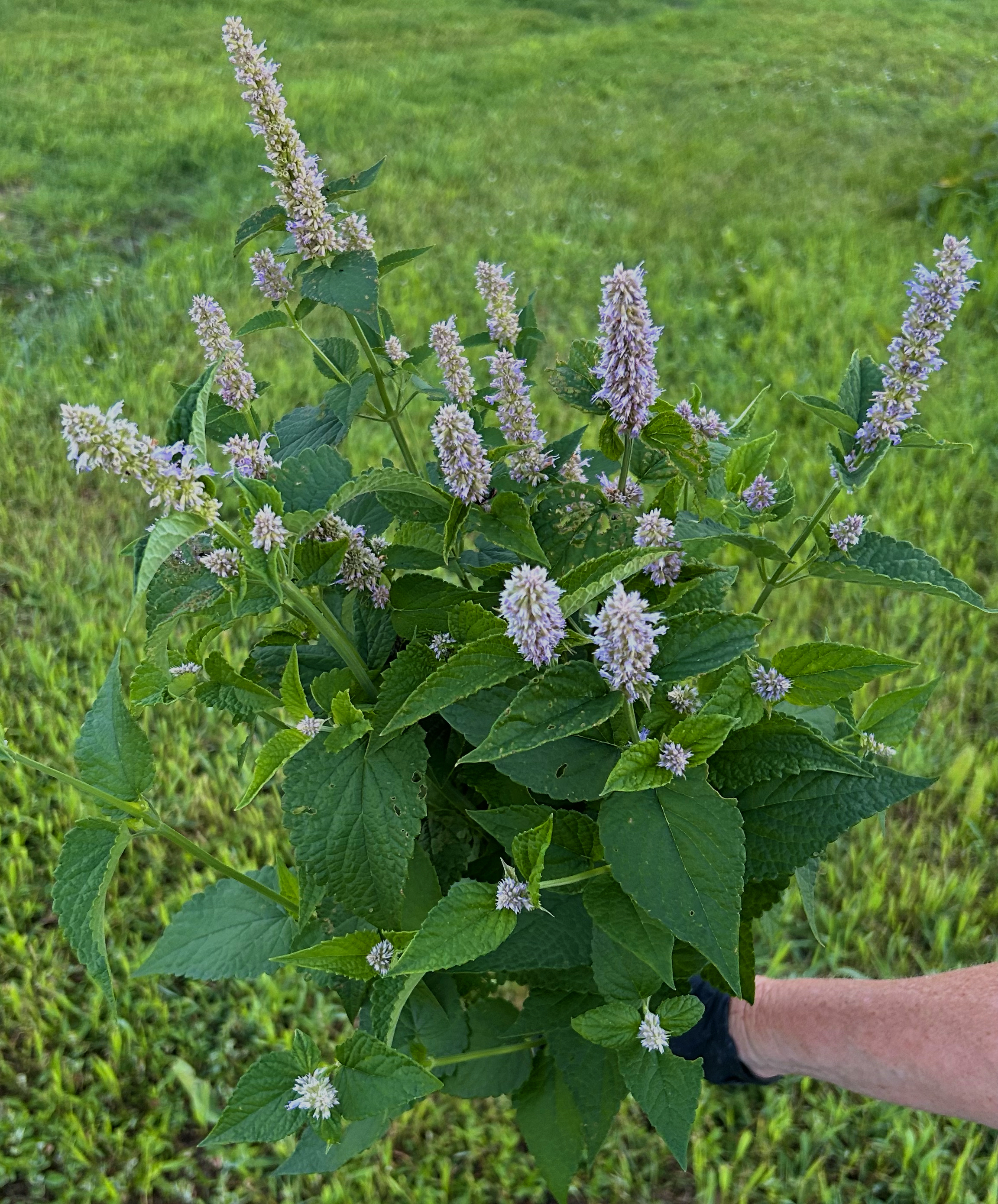 AGASTACHE foeniculum