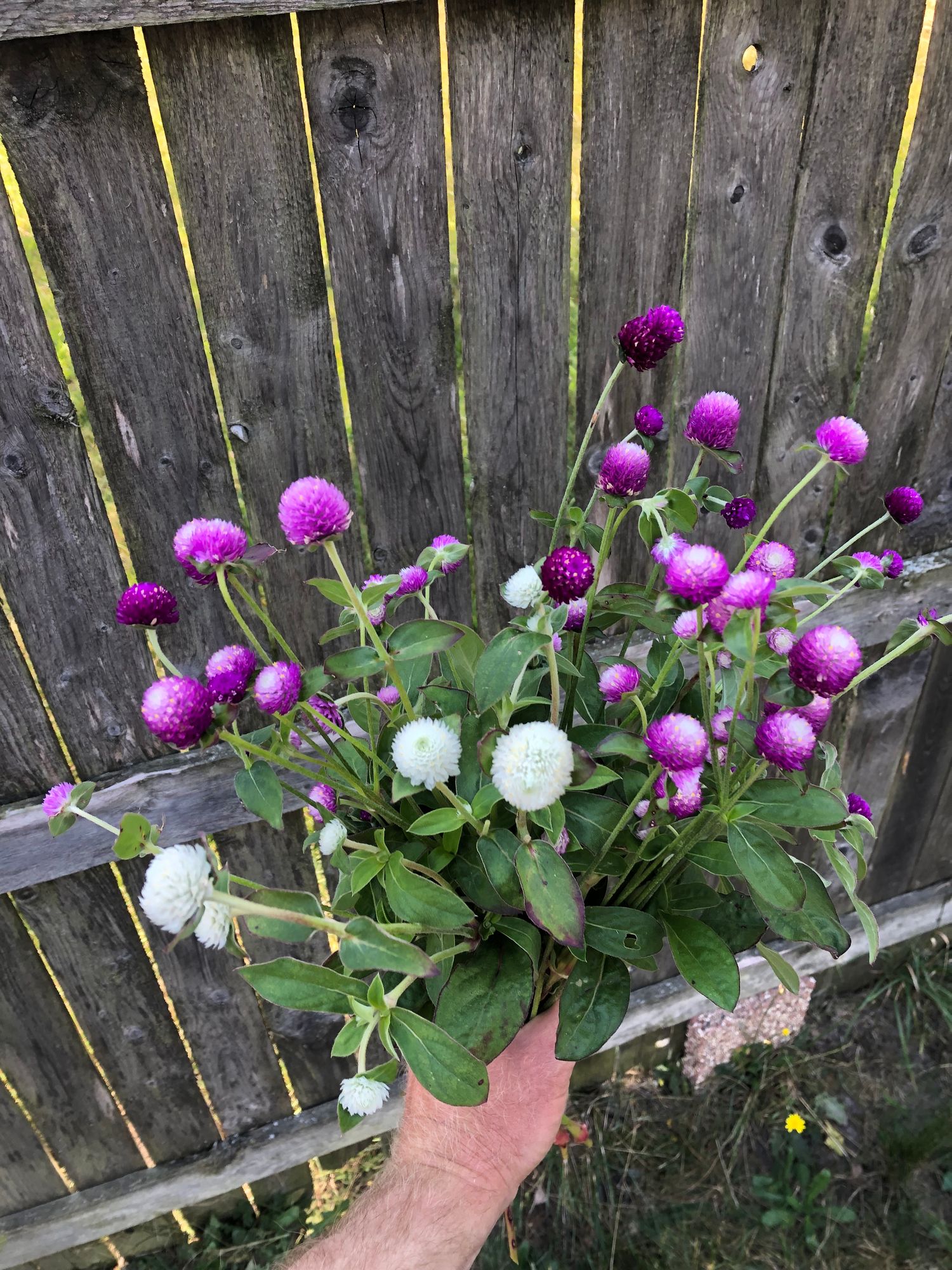 GOMPHRENA globosa Audray