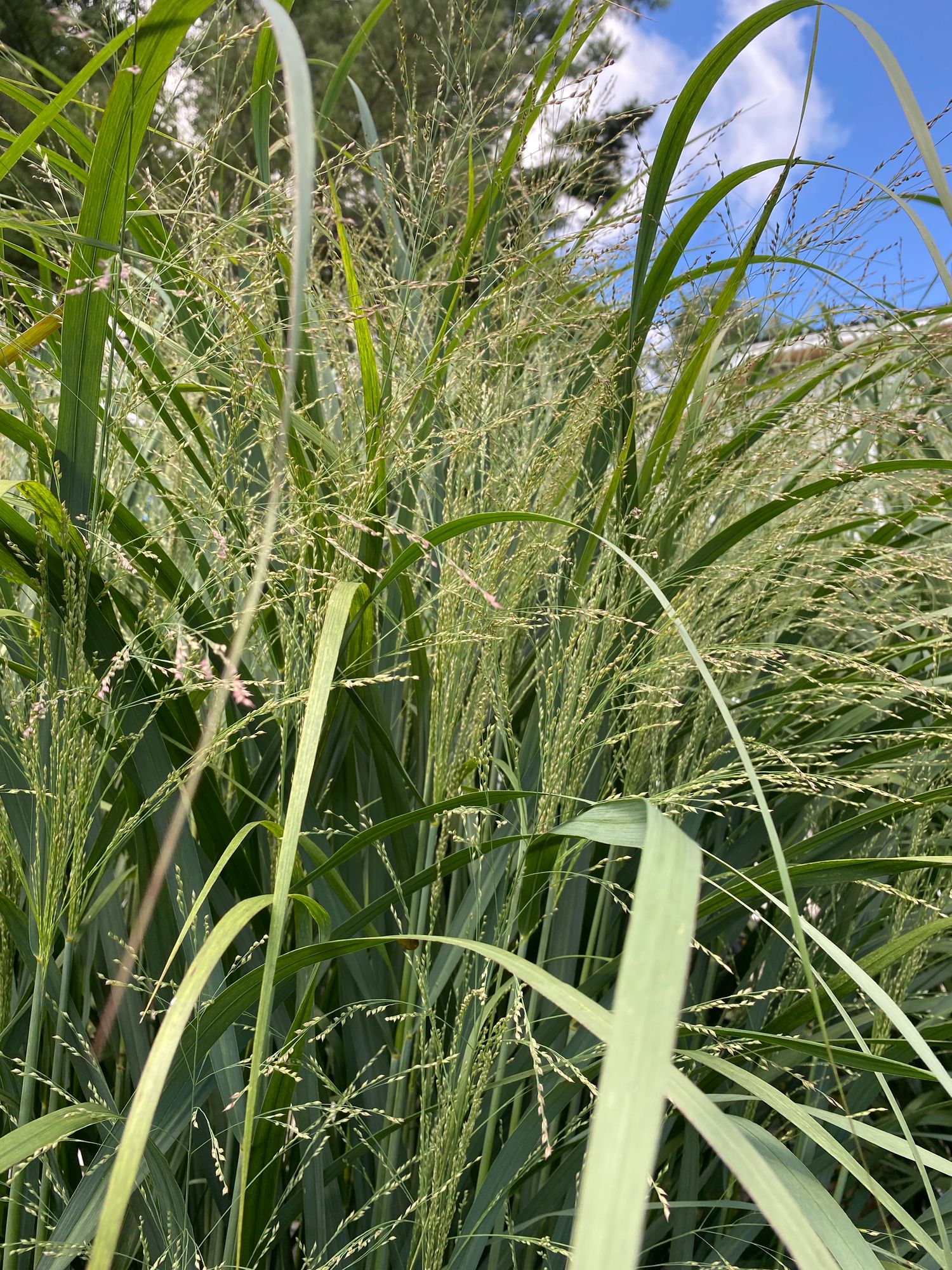 PANICUM amarum