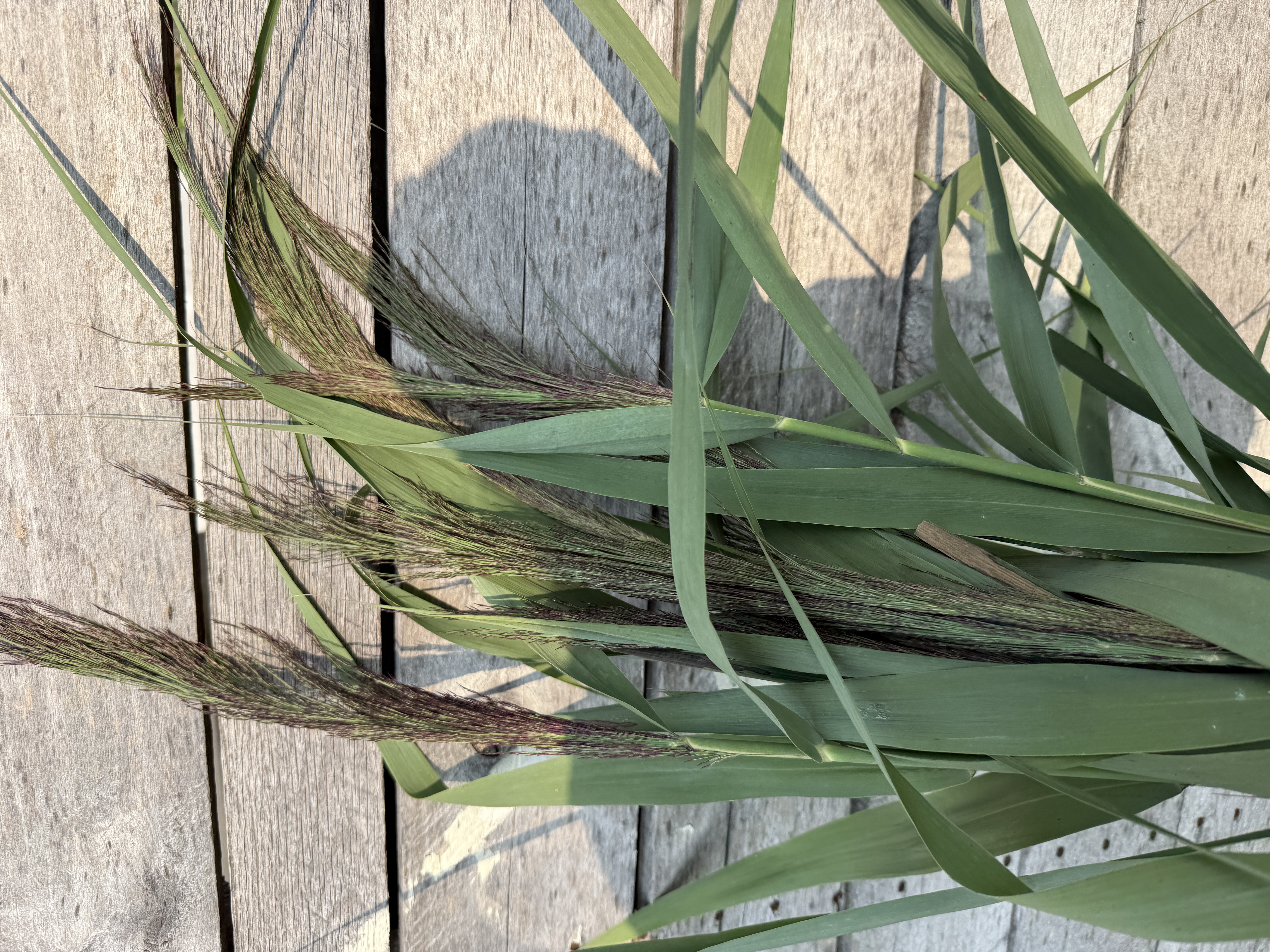 ORNAMENTAL GRASS