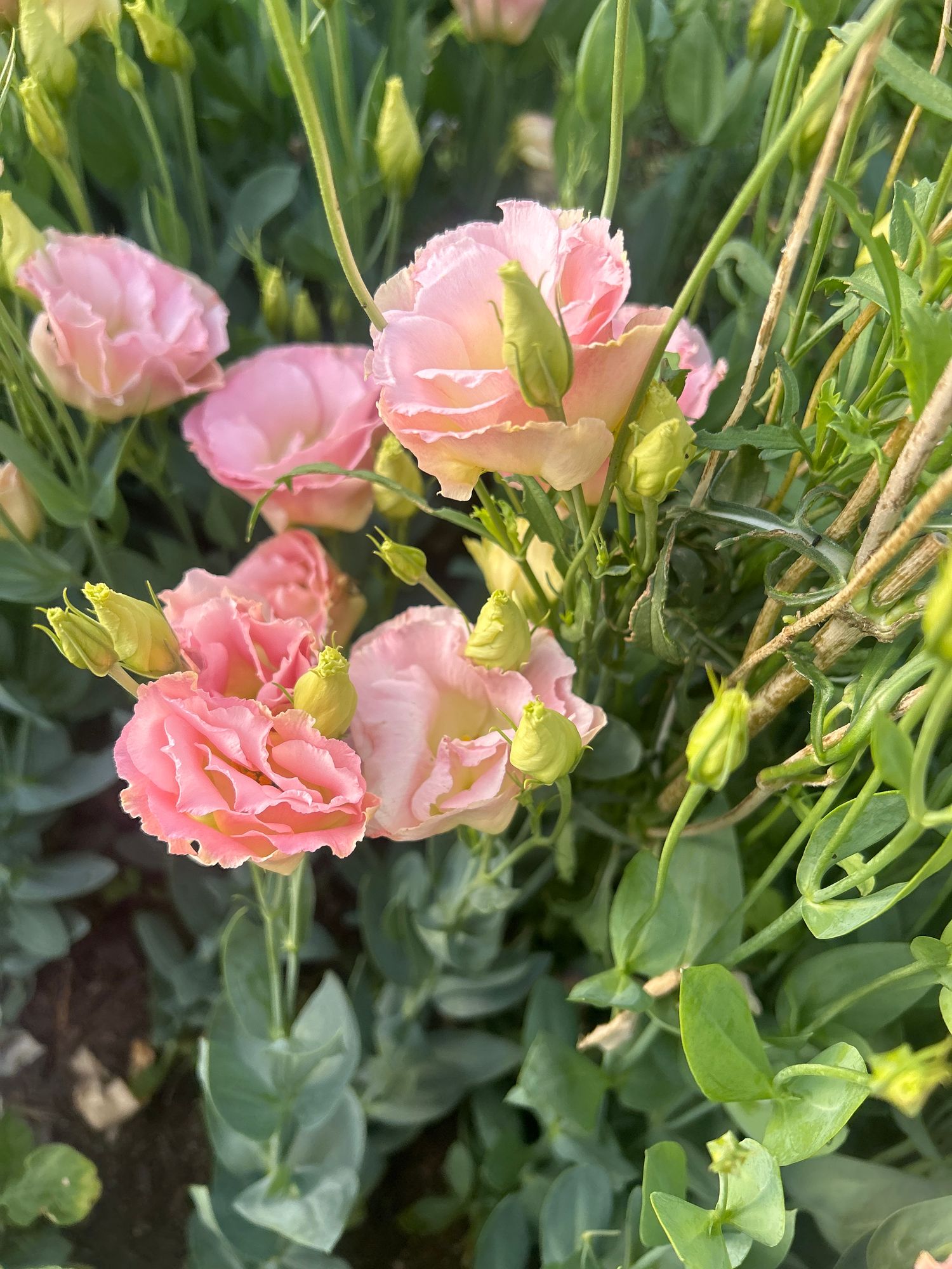 EUSTOMA grandiflorum Voyage Champagne