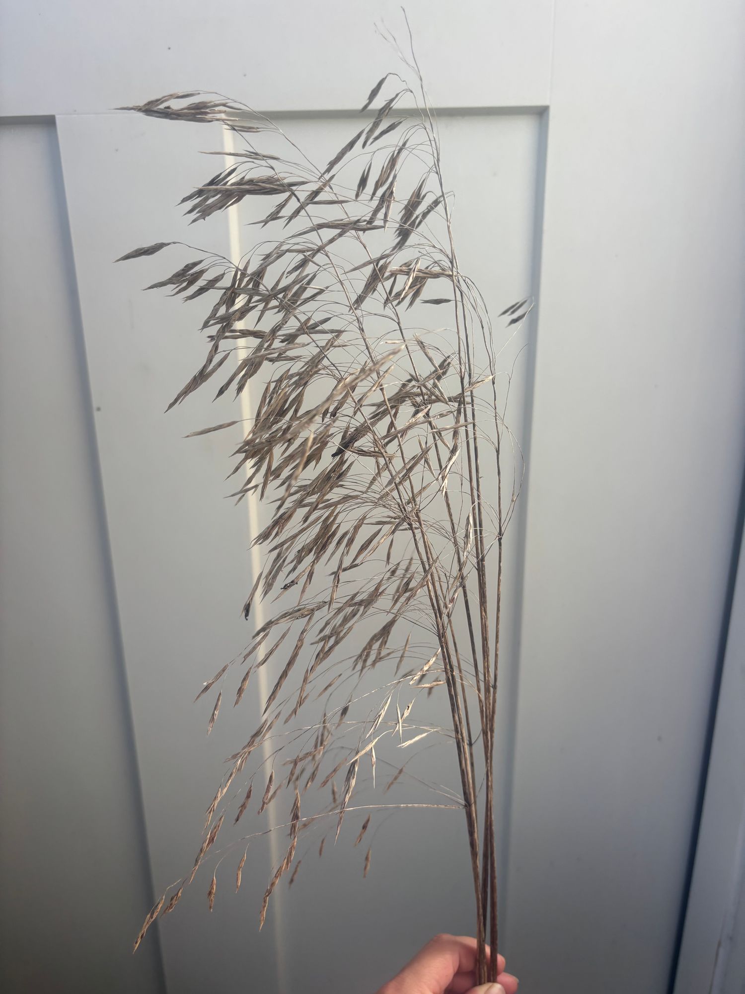 BROMUS ciliatus