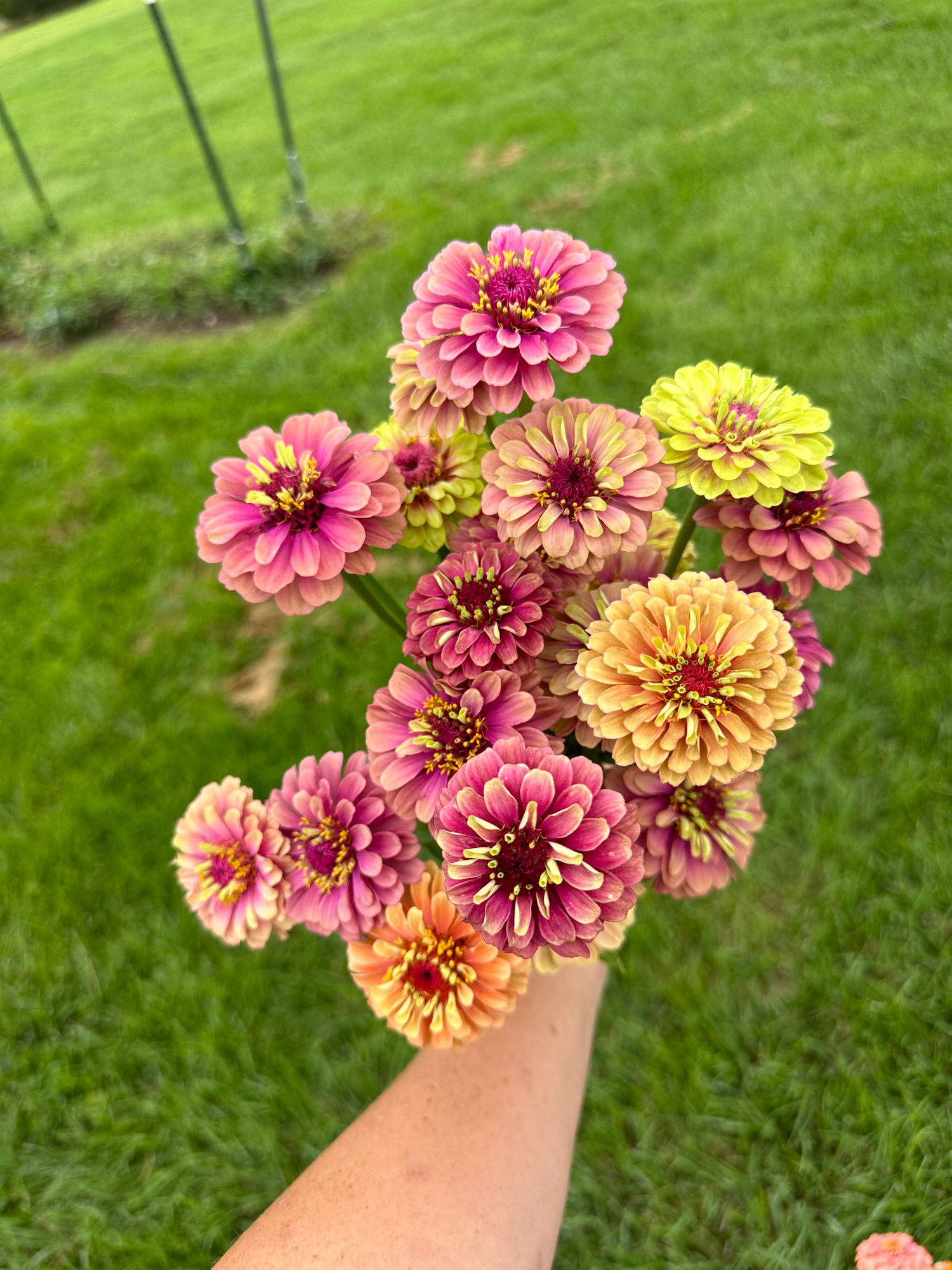 ZINNIA elegans Queen Series