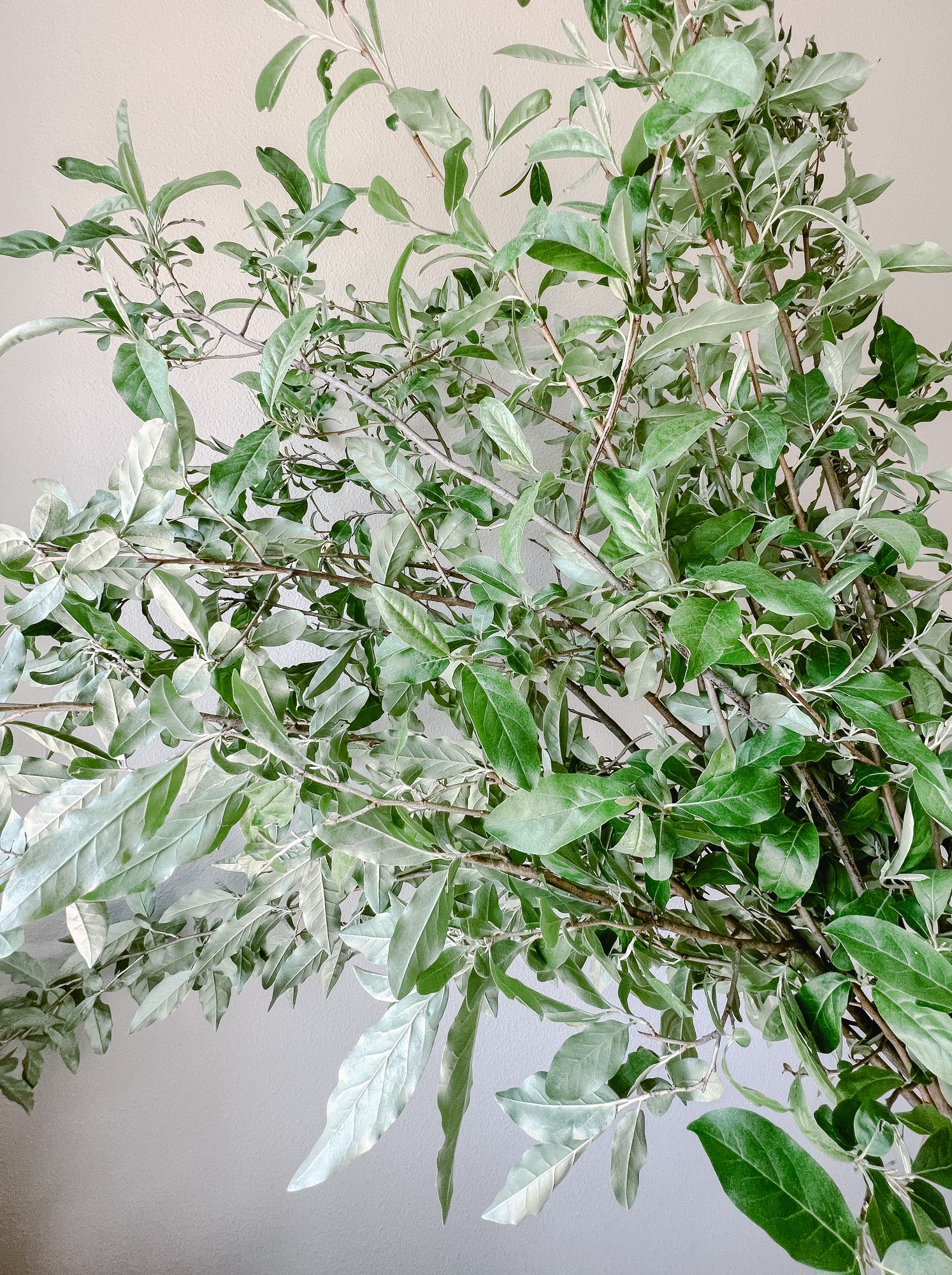 ELAEAGNUS umbellata