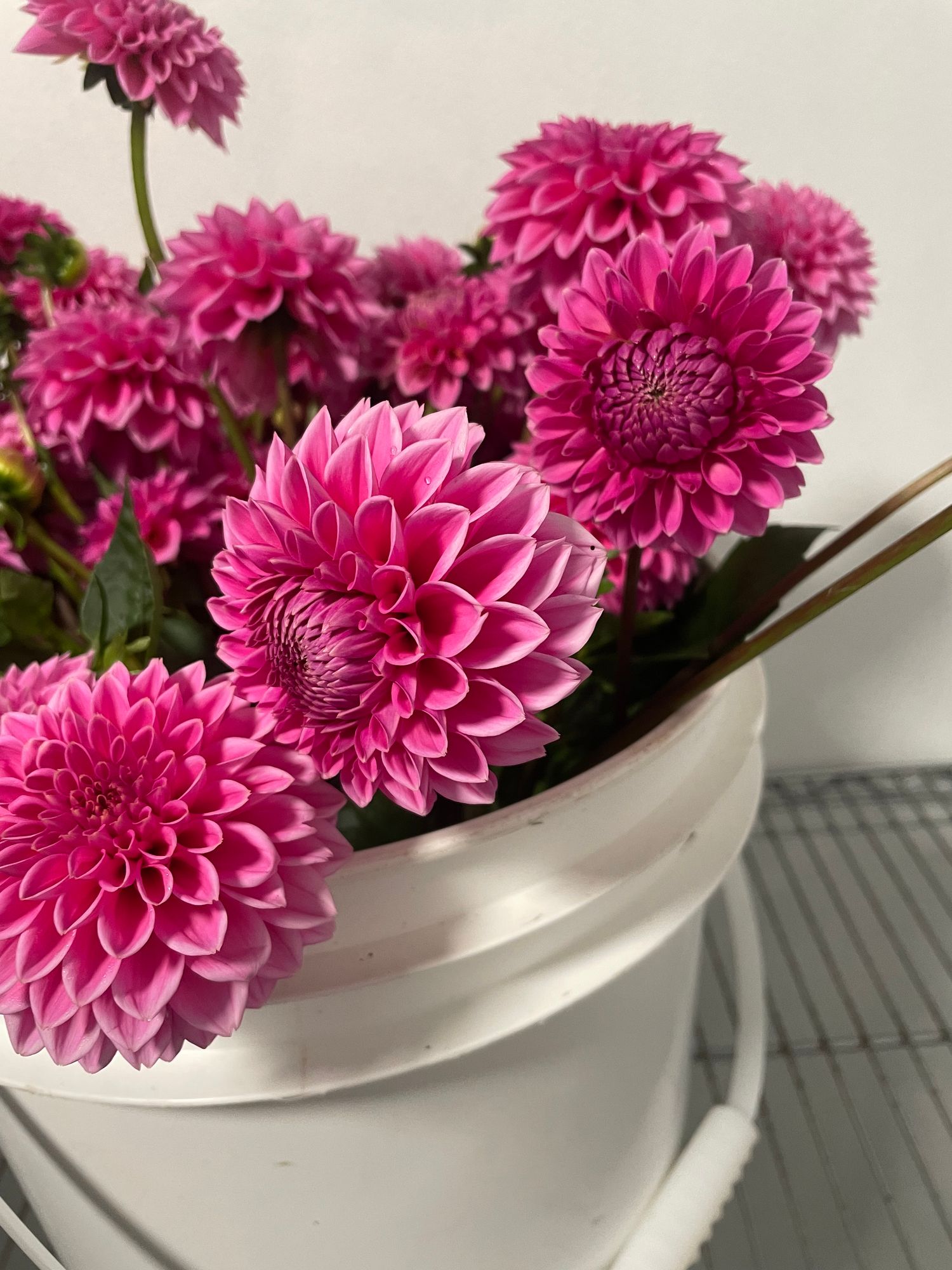 DAHLIA Pink Runner