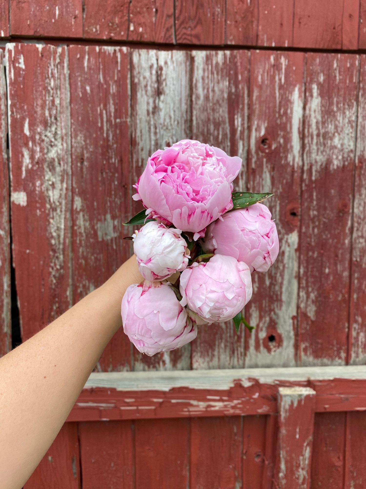 PAEONIA