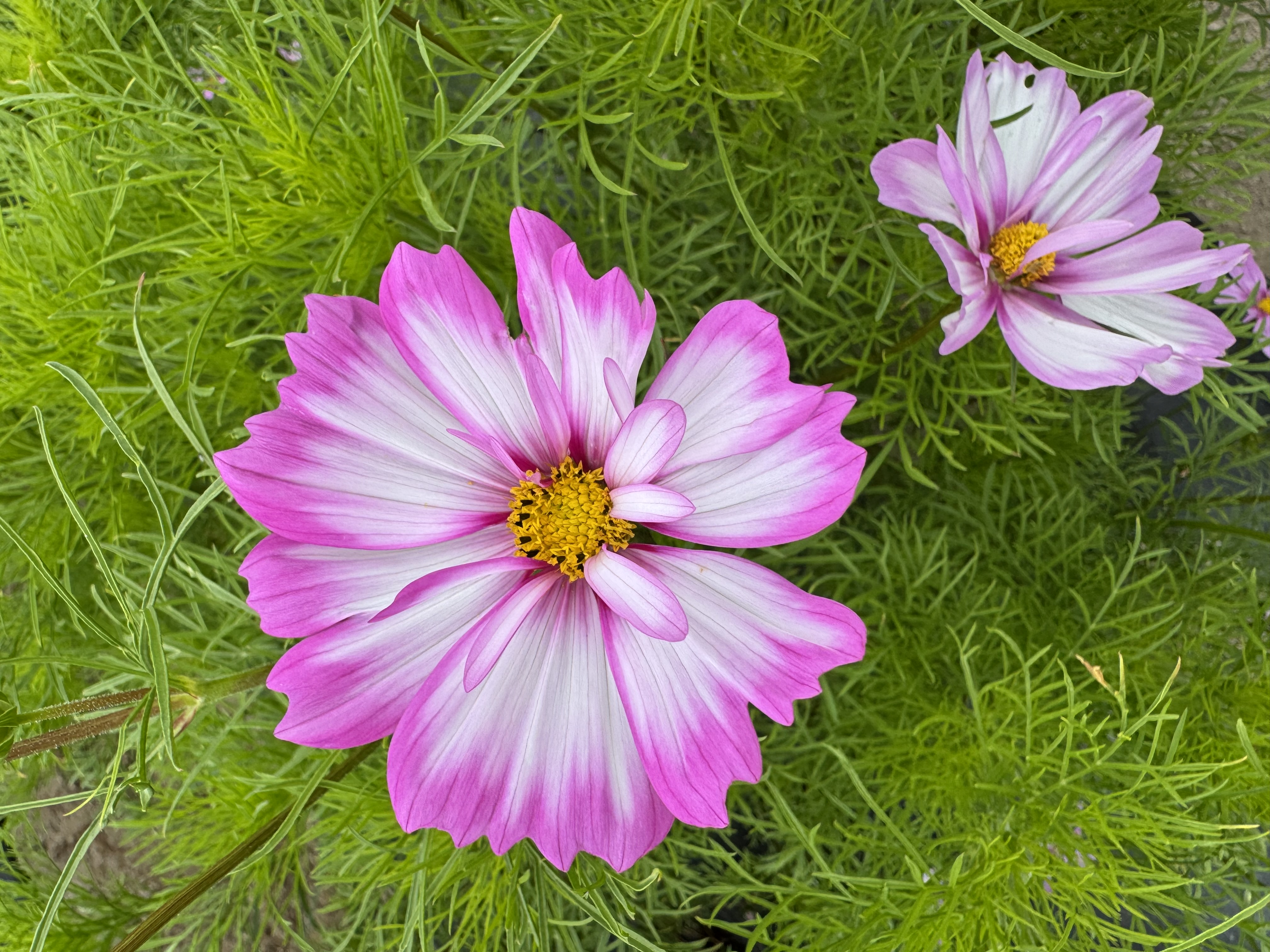 COSMOS bipinnatus Capriola