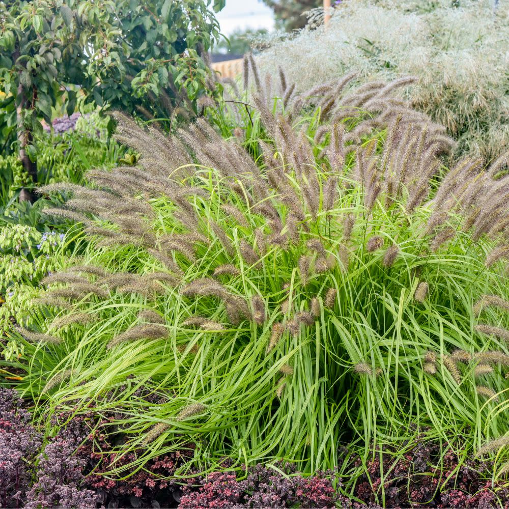 PENNISETUM alopecuroides
