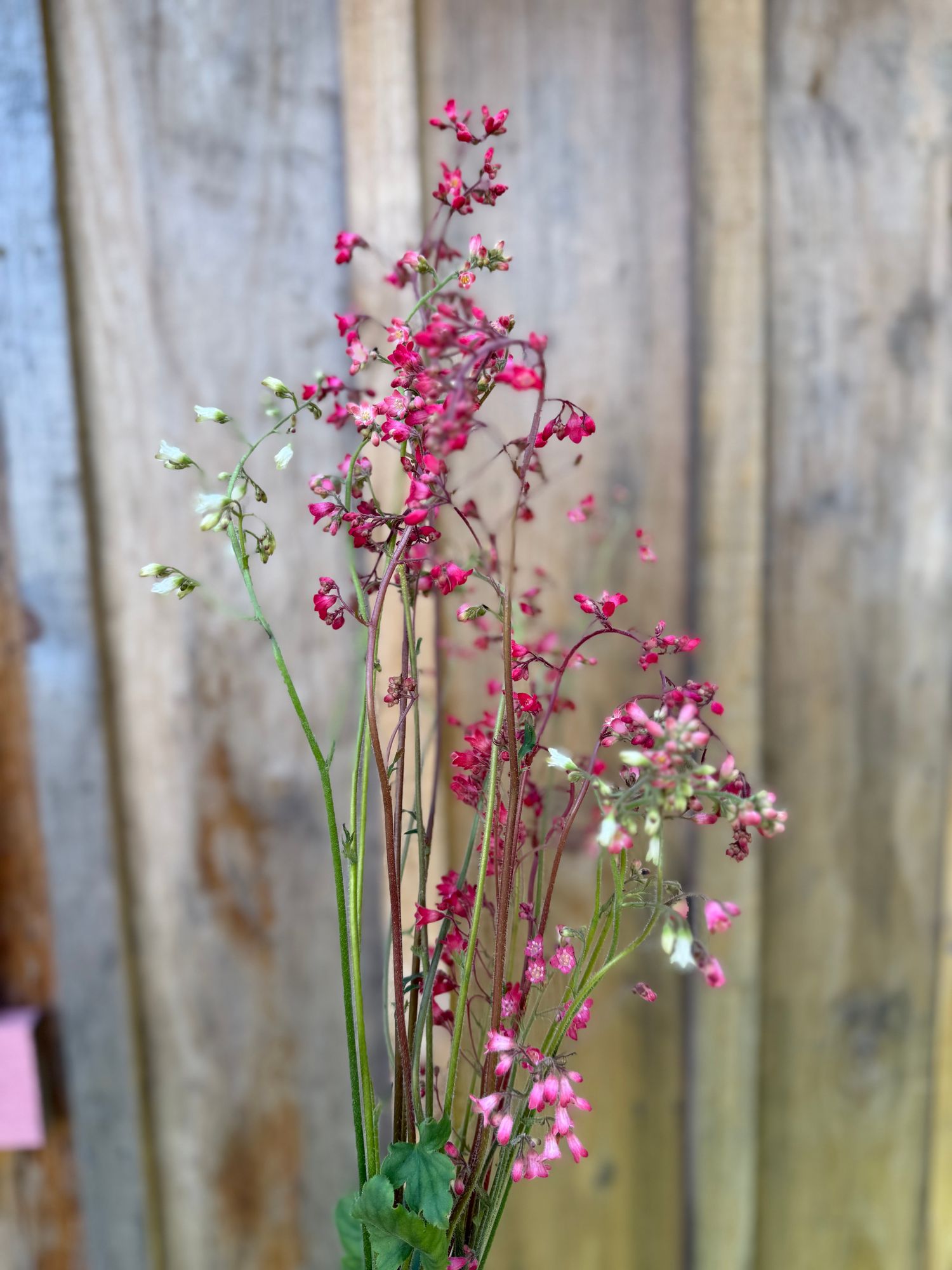 HEUCHERA americana