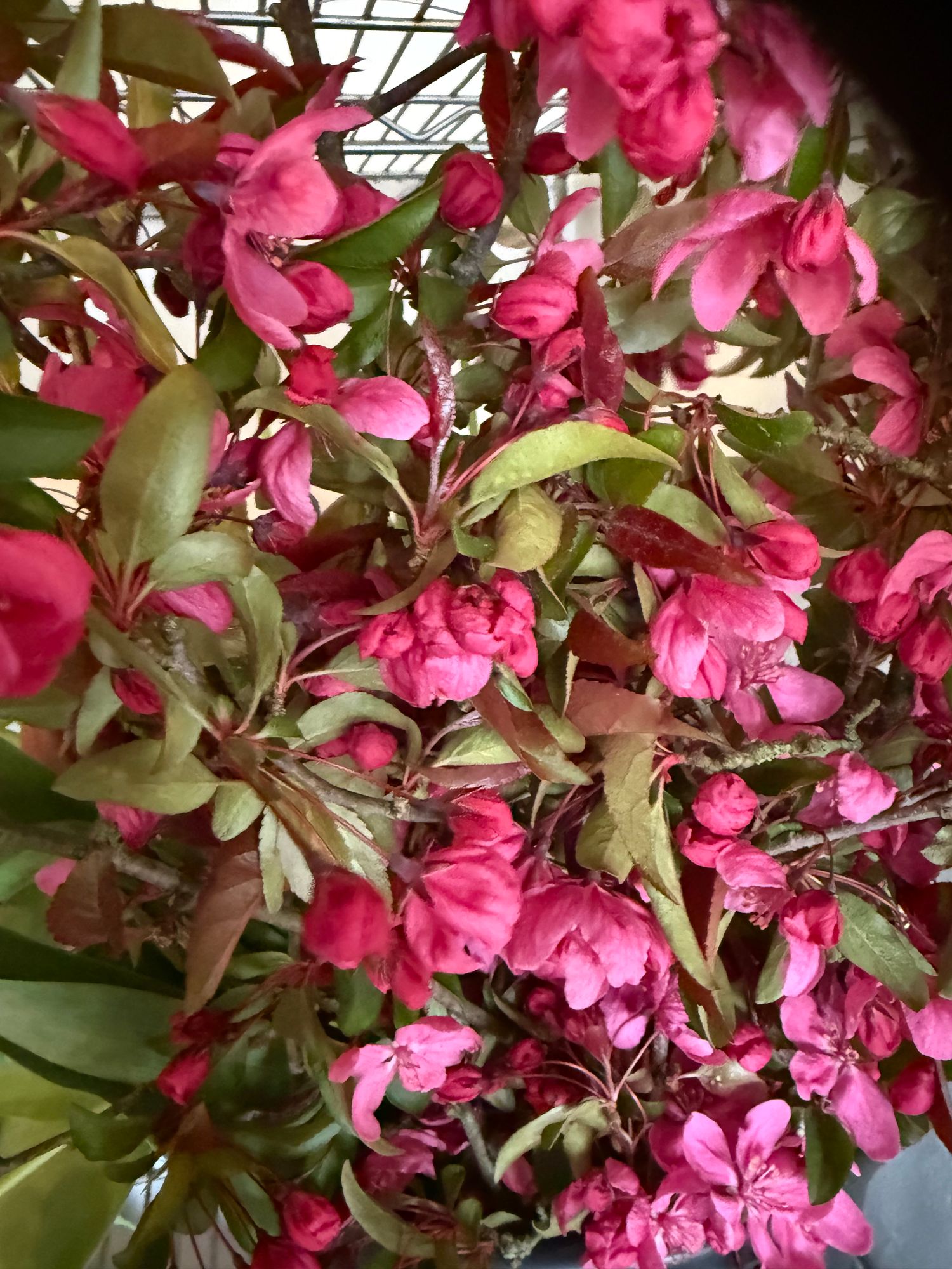 CHAENOMELES speciosa Double Take Peach