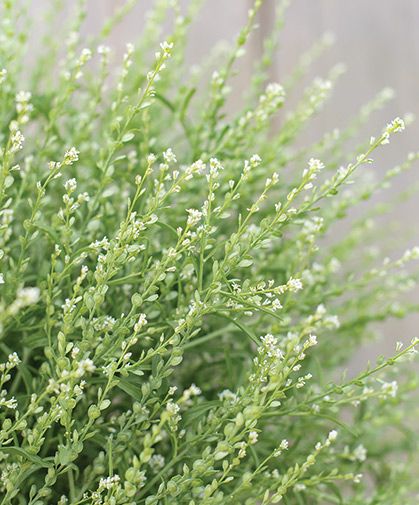 LEPIDIUM sativum
