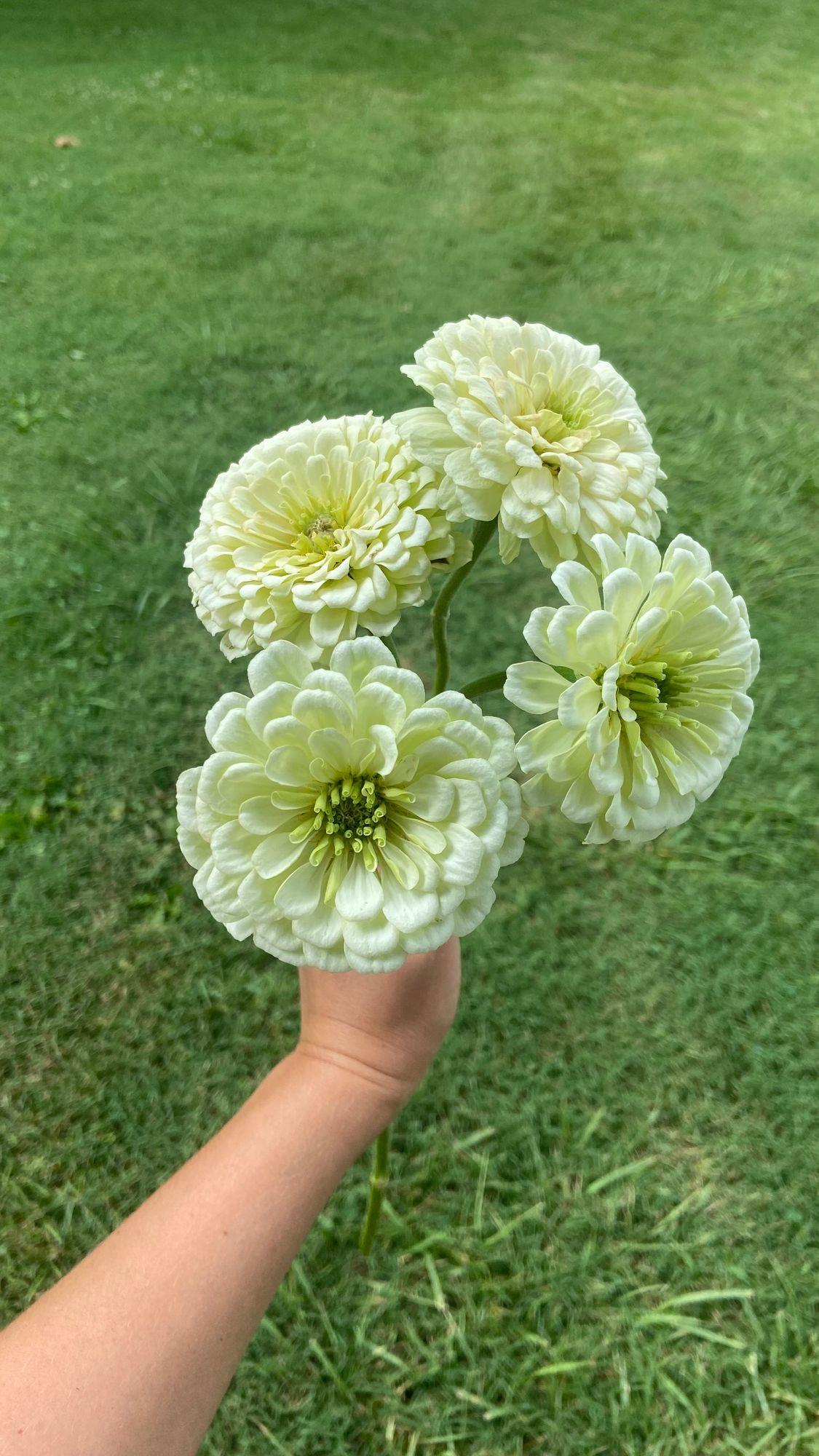 ZINNIA elegans Benarys Giant White