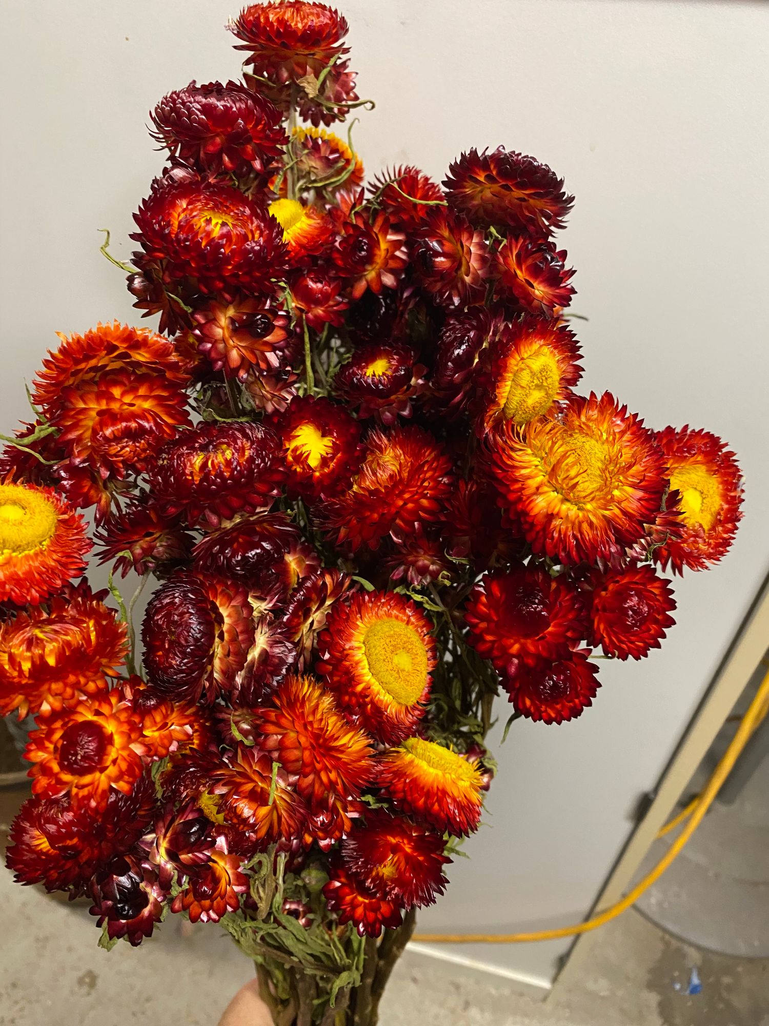 HELICHRYSUM italicum