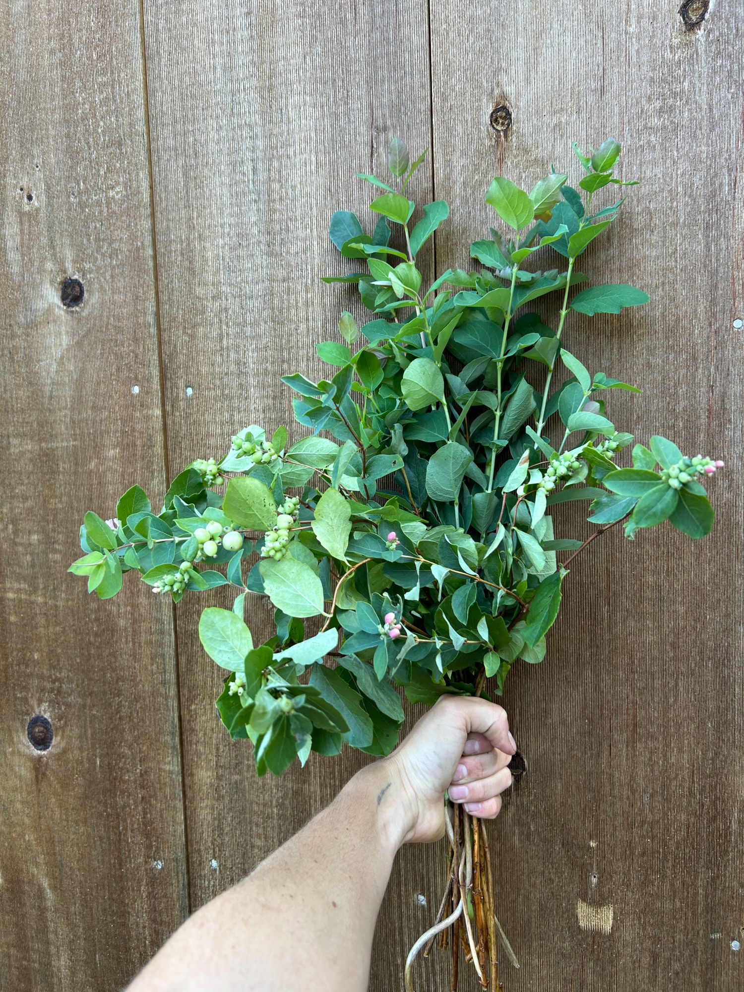 SYMPHORICARPOS albus