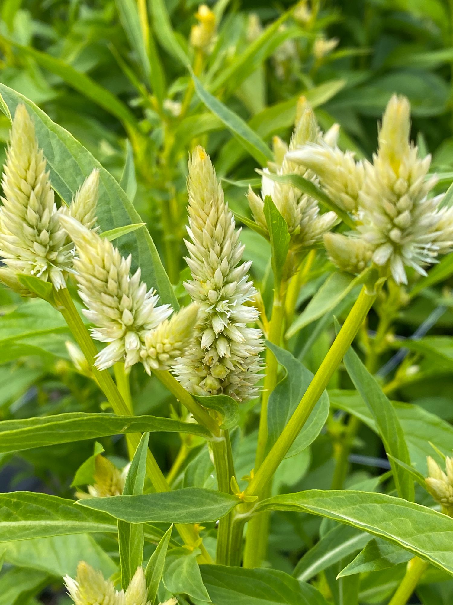 CELOSIA argentea spicata Celway White