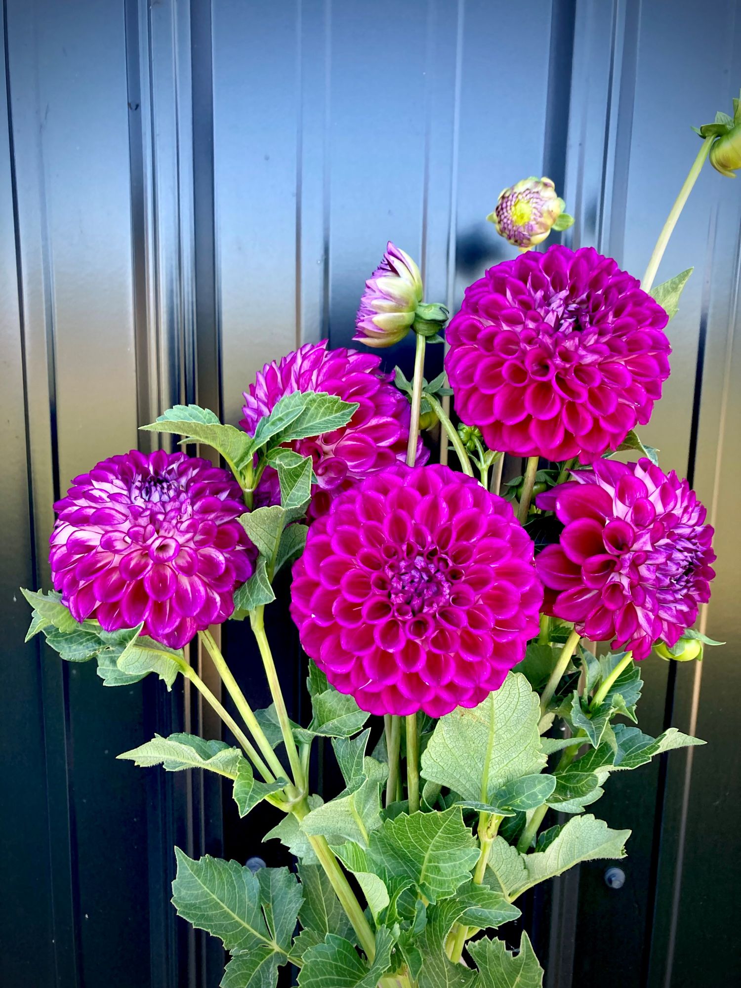 DAHLIA Decorative