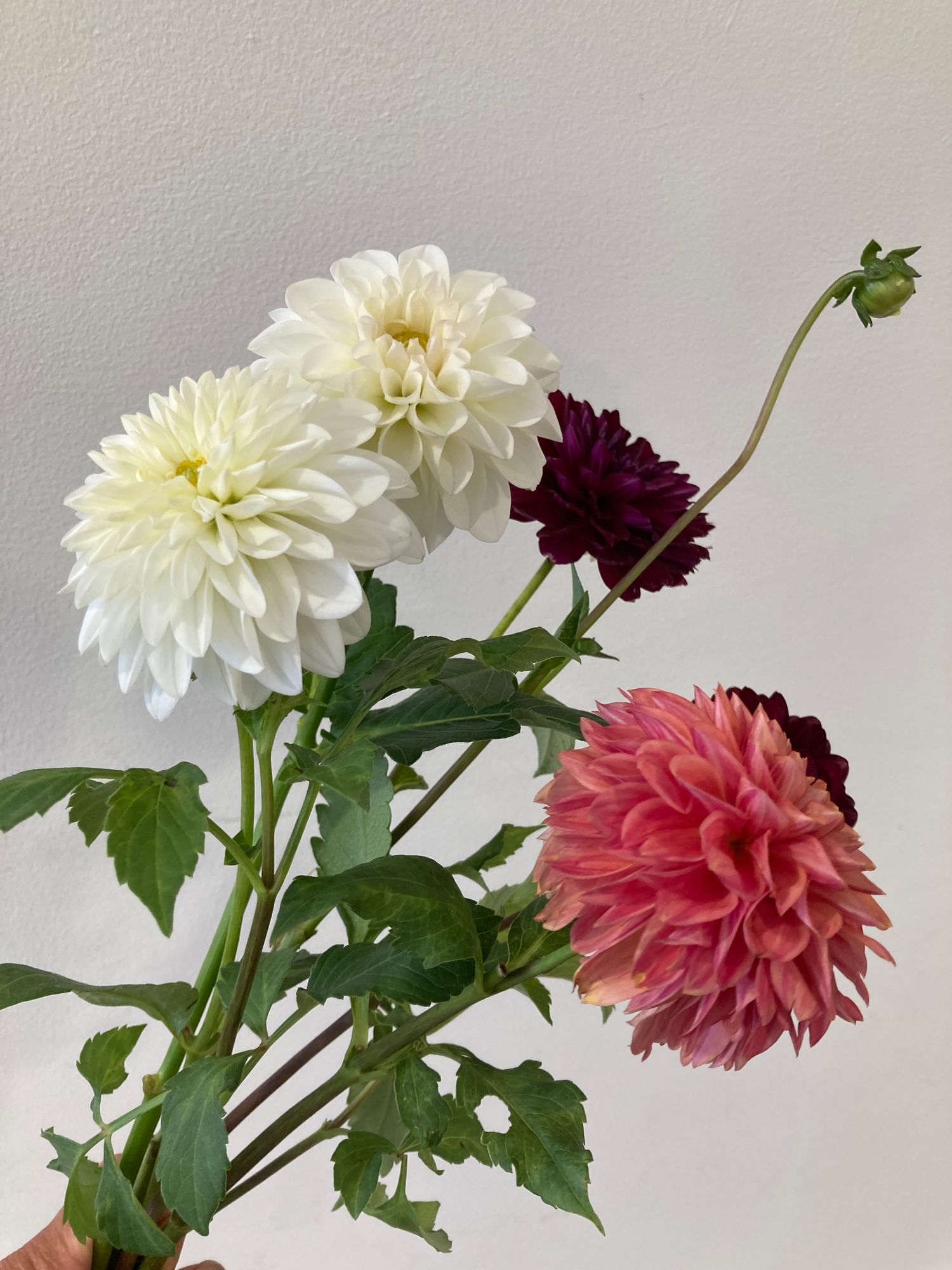 DAHLIA
