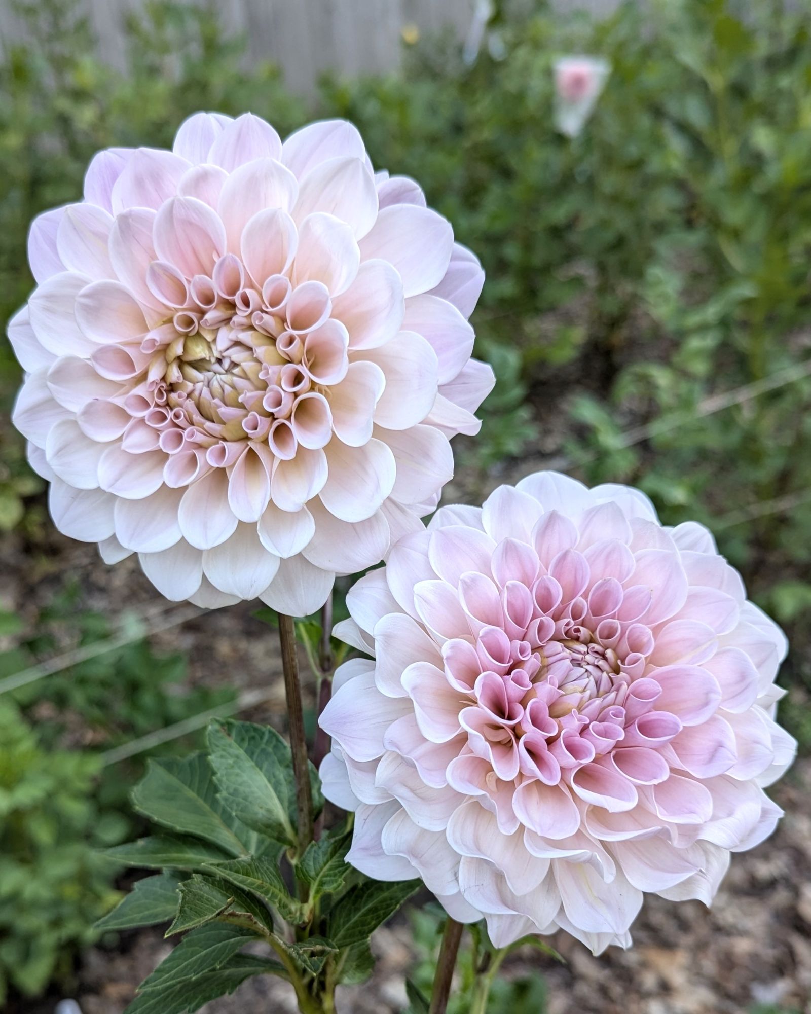 DAHLIA Sweet Nathalie