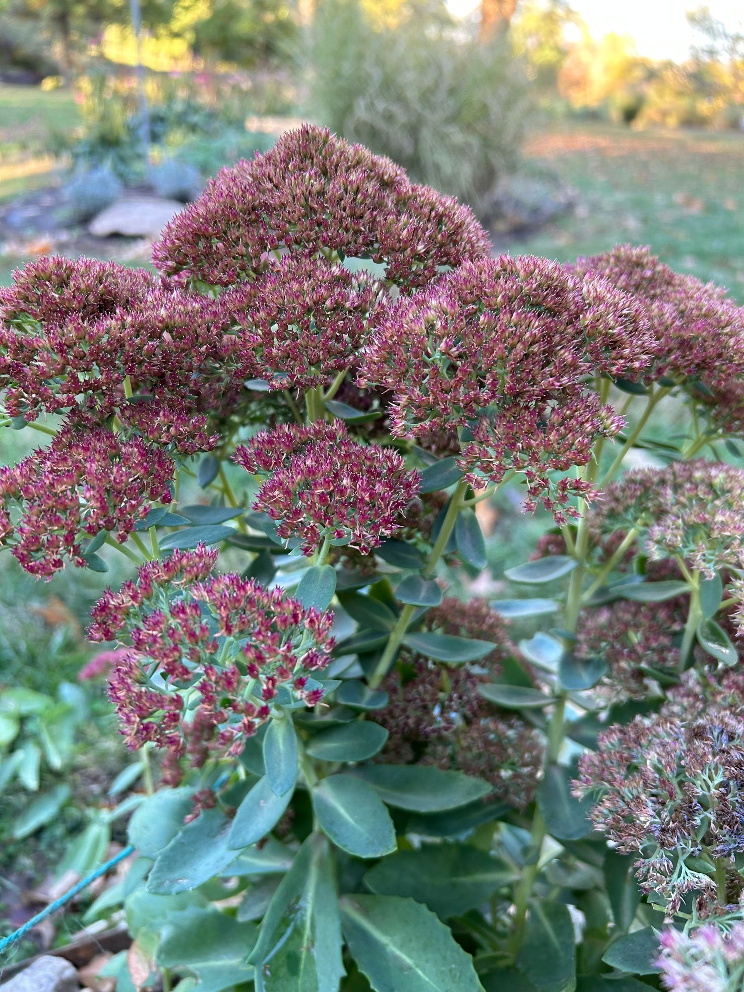 SEDUM