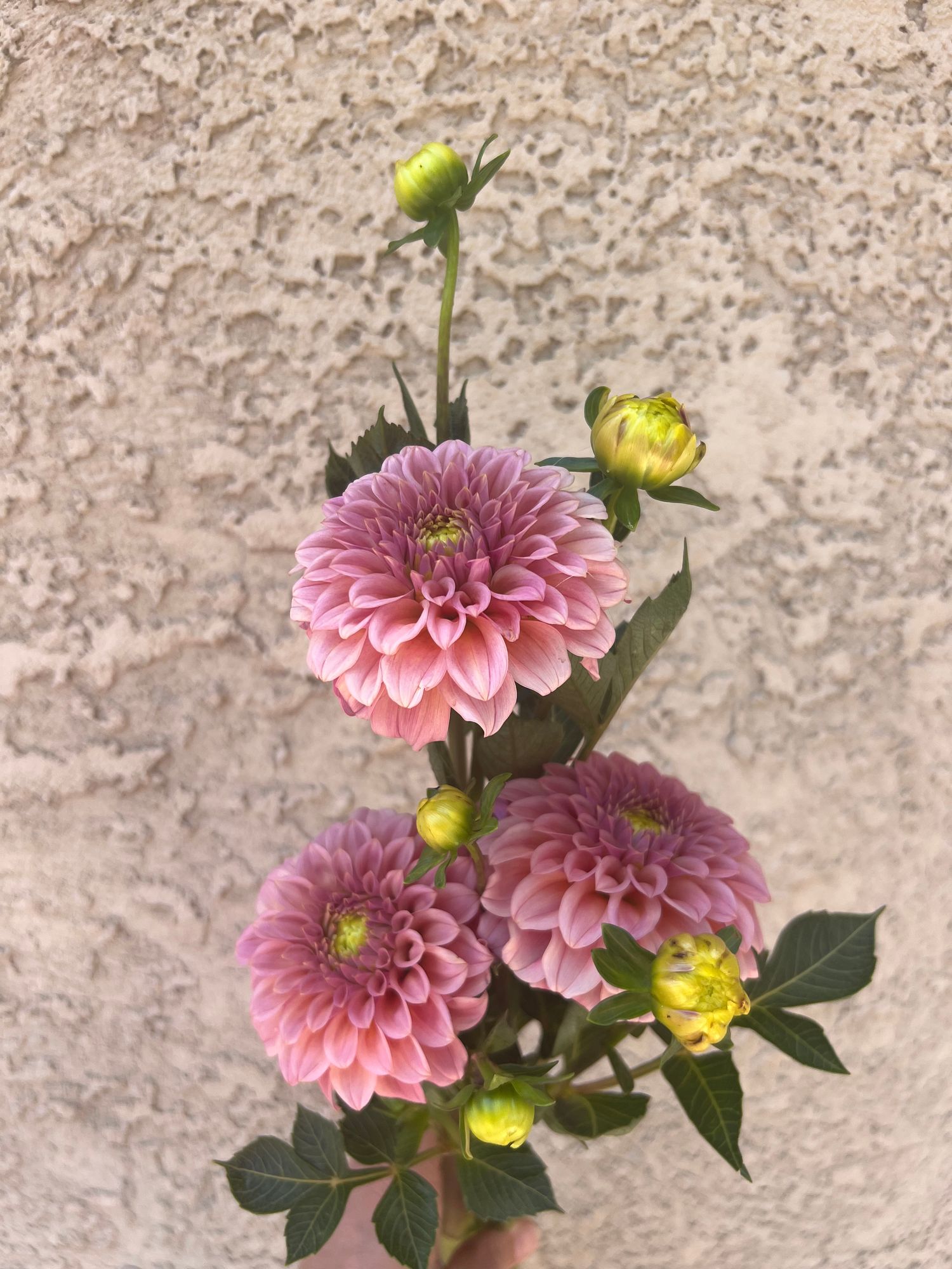 DAHLIA Rock Run Ashley