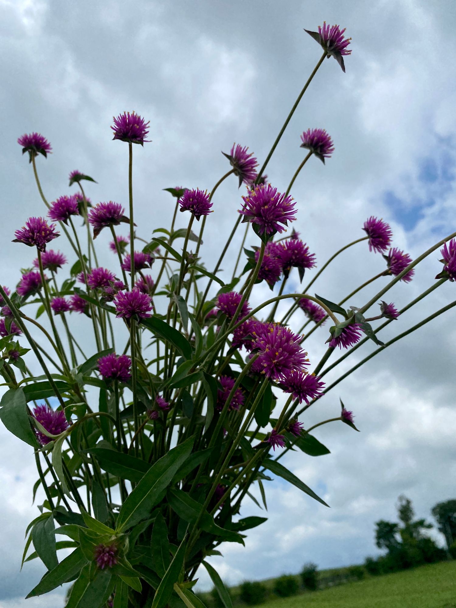 GOMPHRENA globosa Firework