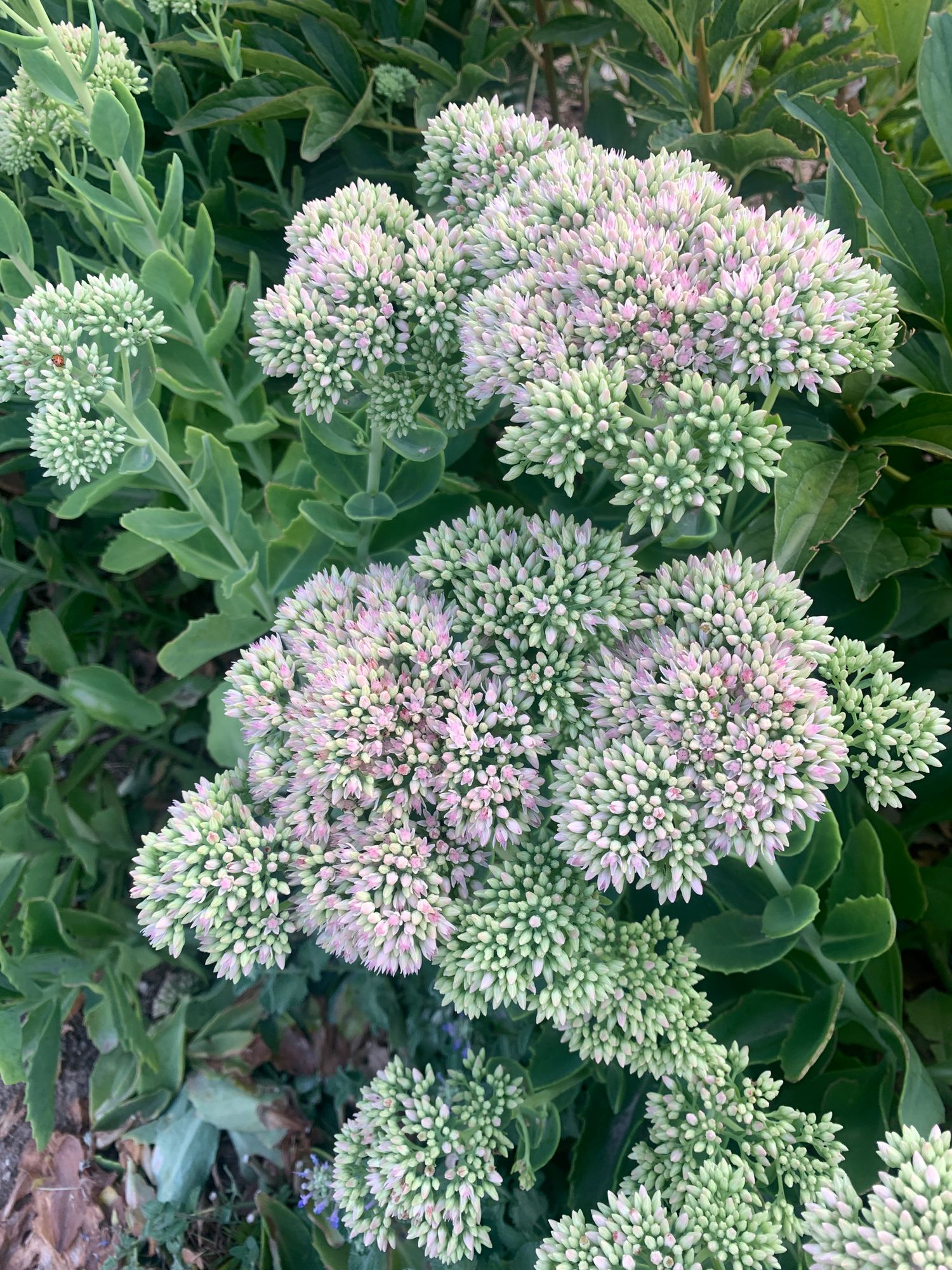 SEDUM