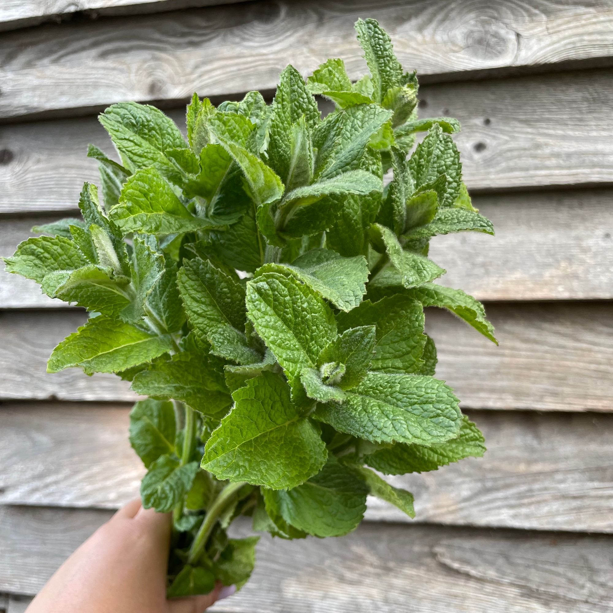 MENTHA suaveolens