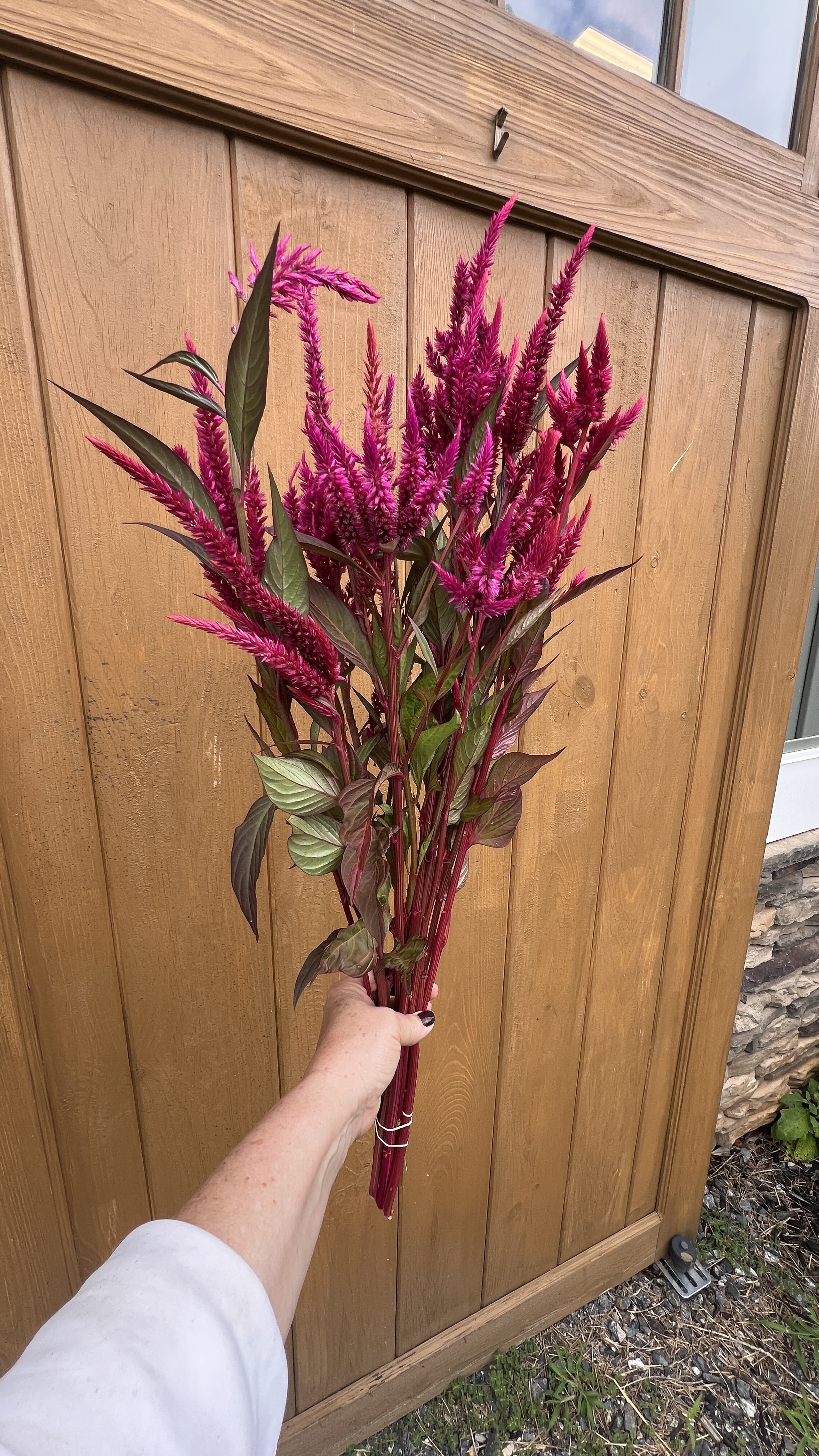CELOSIA argentea