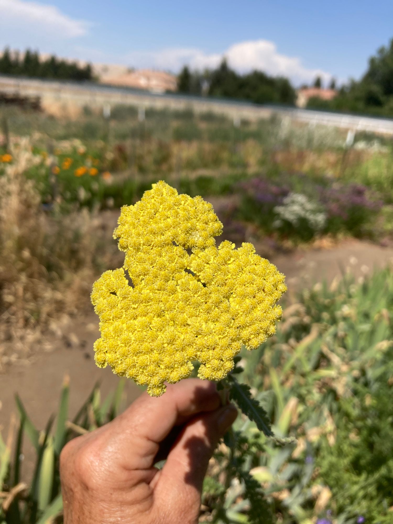 ACHILLEA clypeolata x 'Taygetea' Moonshine