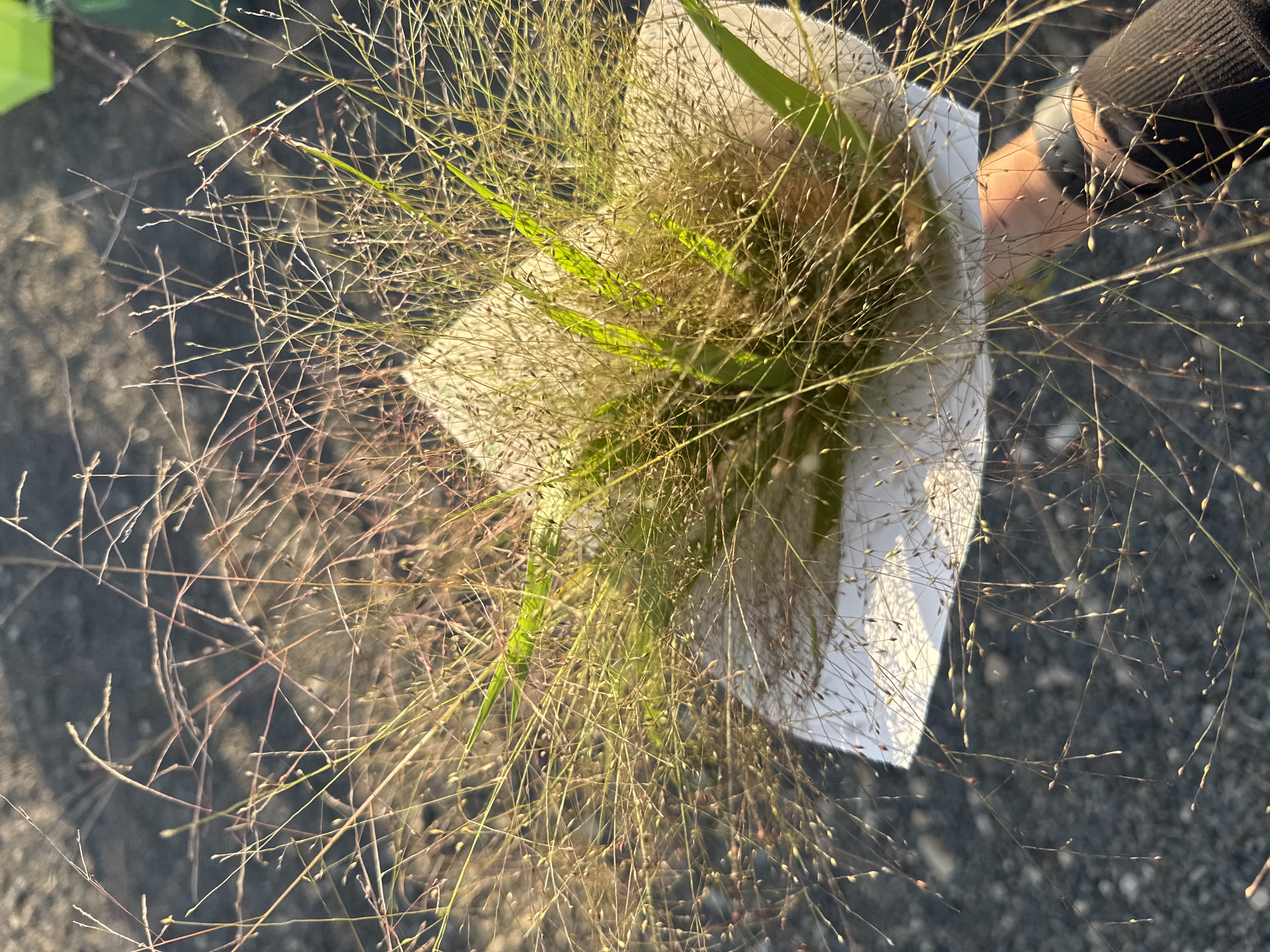 PANICUM elegans