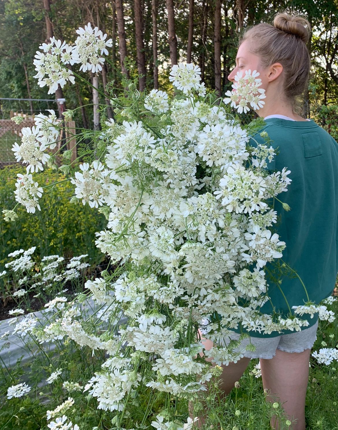 ORLAYA grandiflora