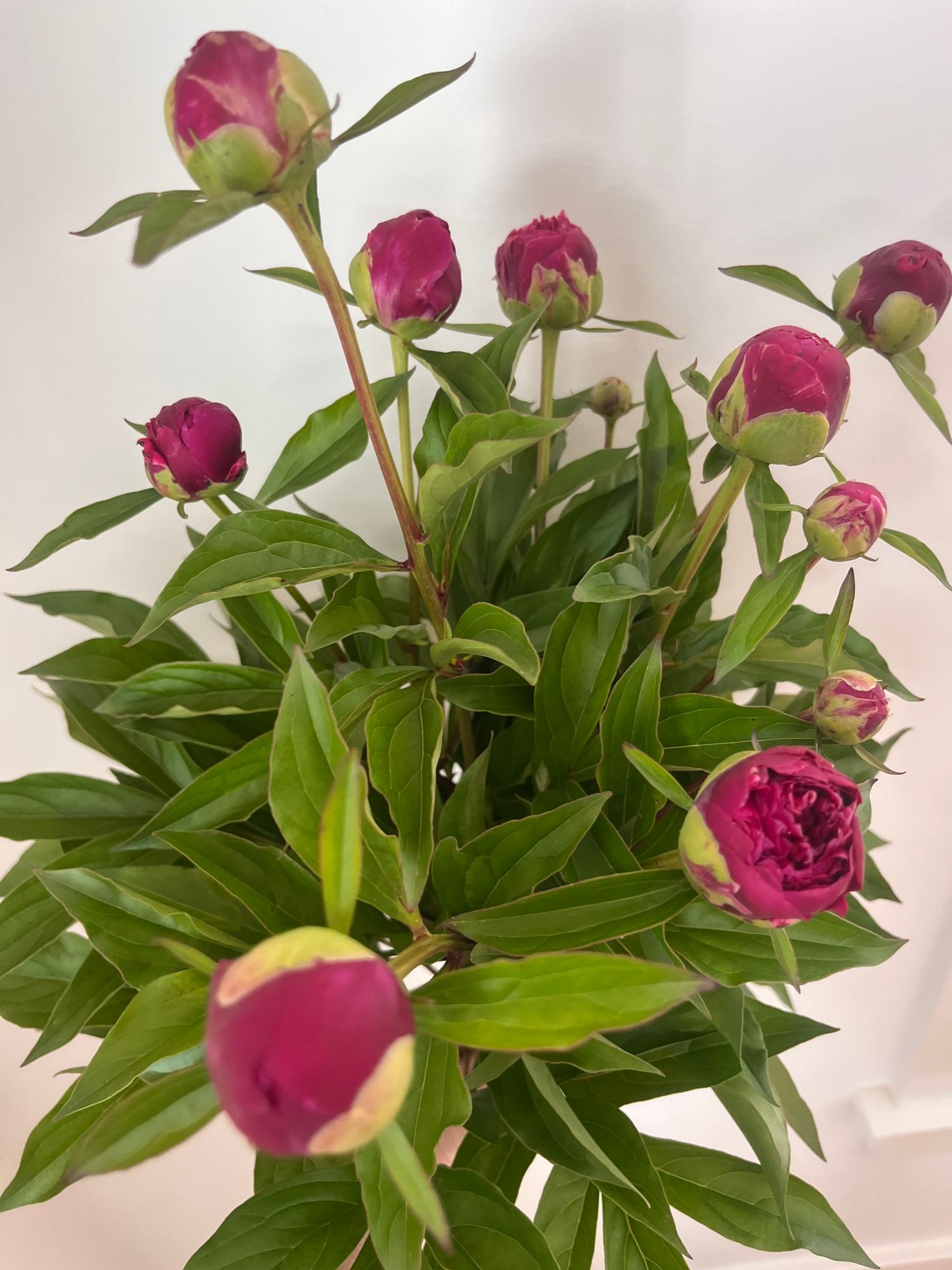 PAEONIA