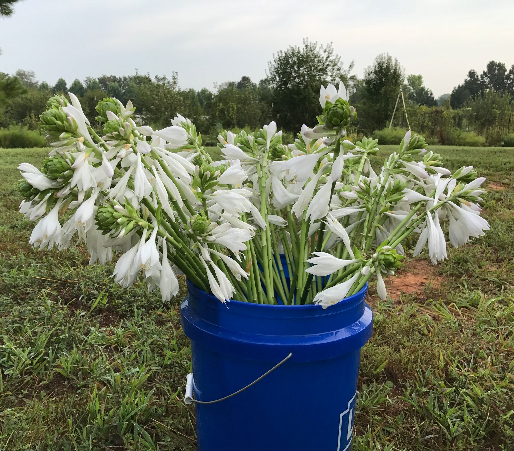 HOSTA elata