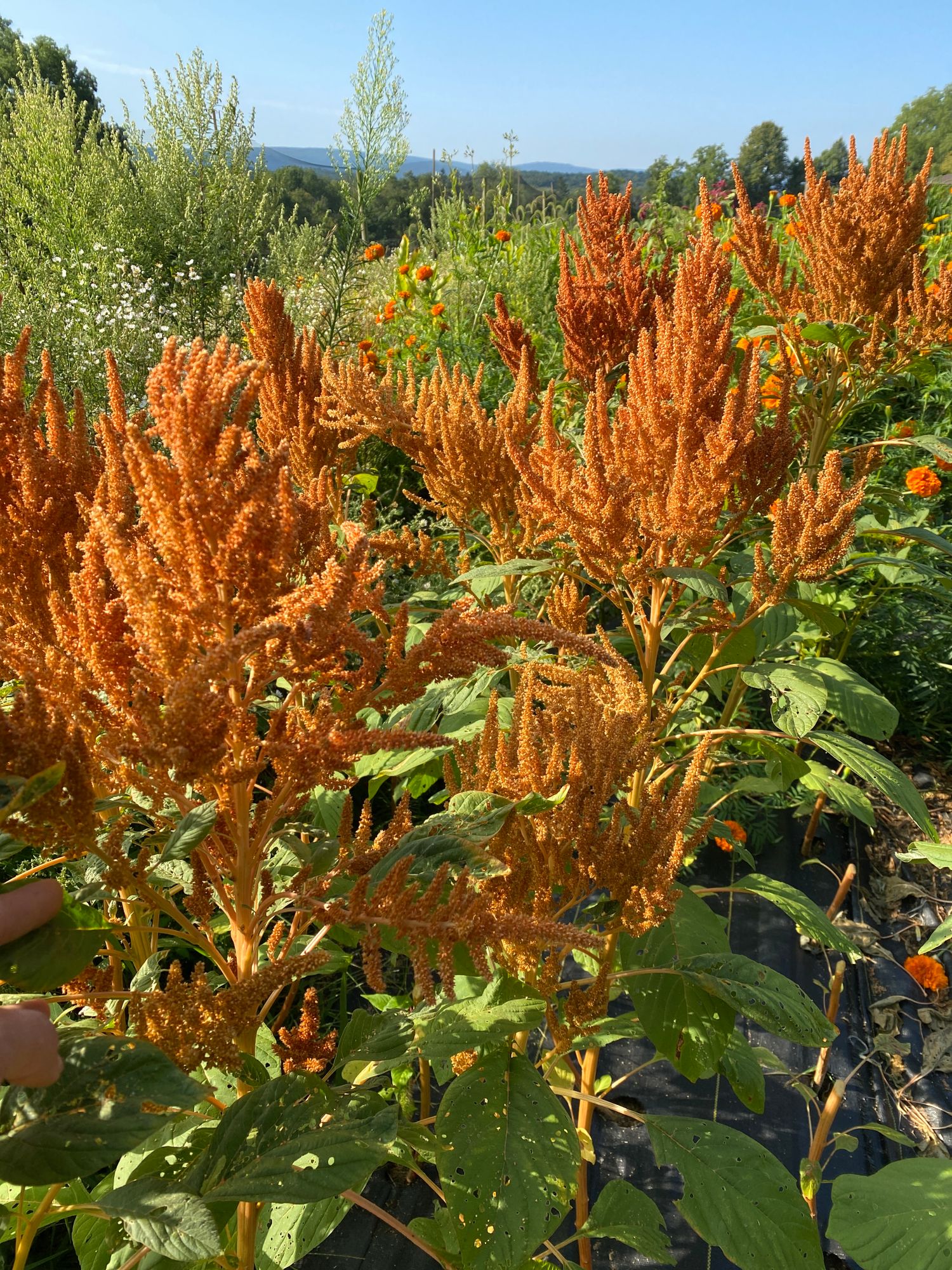 AMARANTHUS cruentus Hot Biscuits