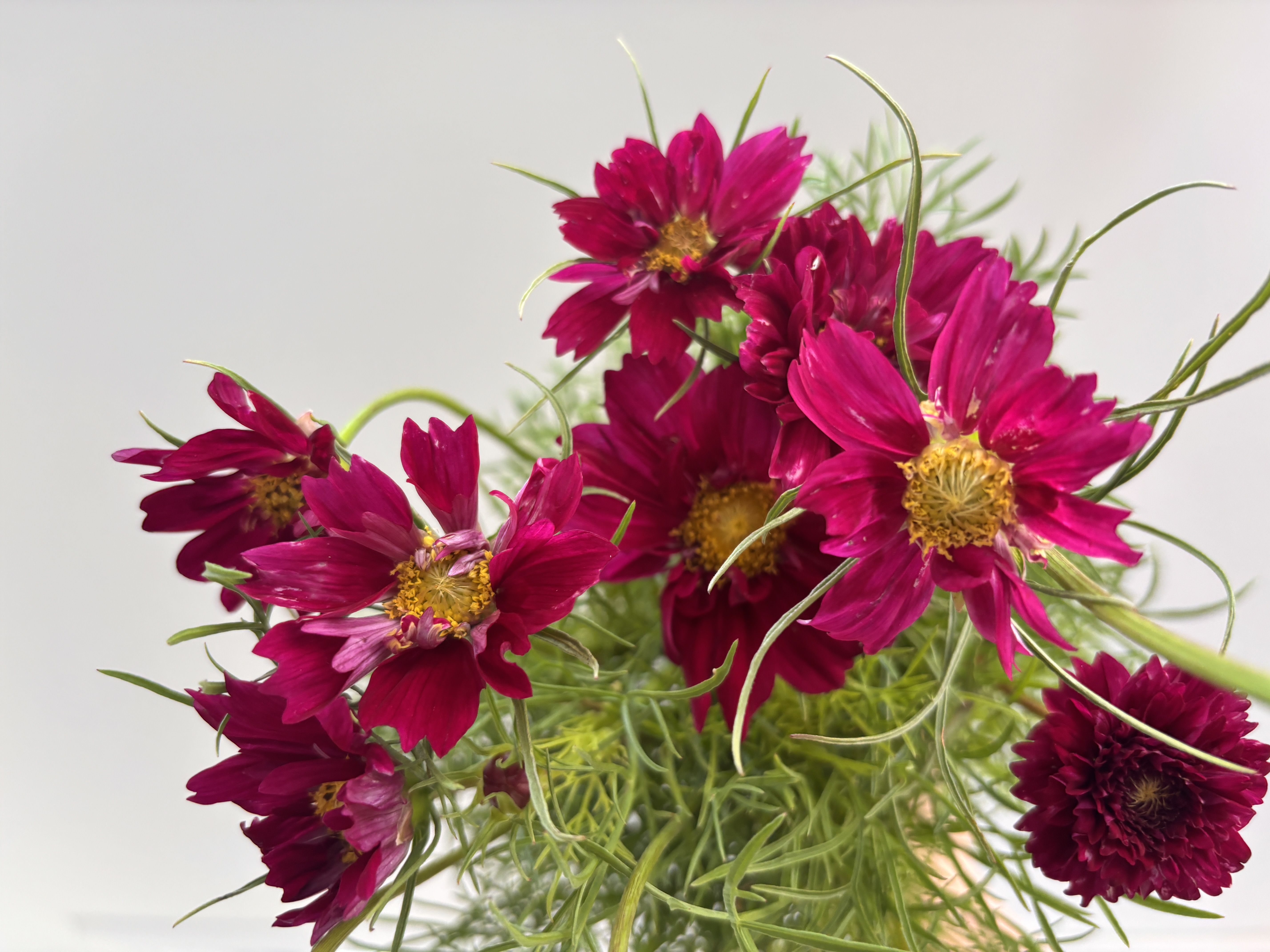 COSMOS bipinnatus Double Click Cranberry