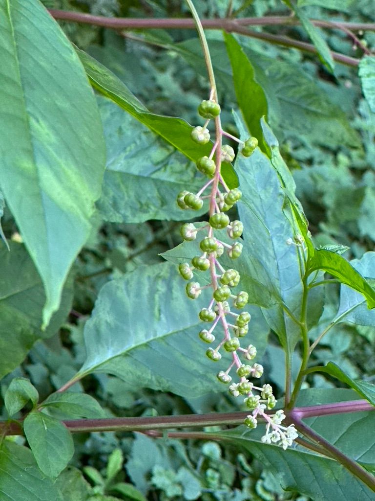 PHYTOLACCA acinosa