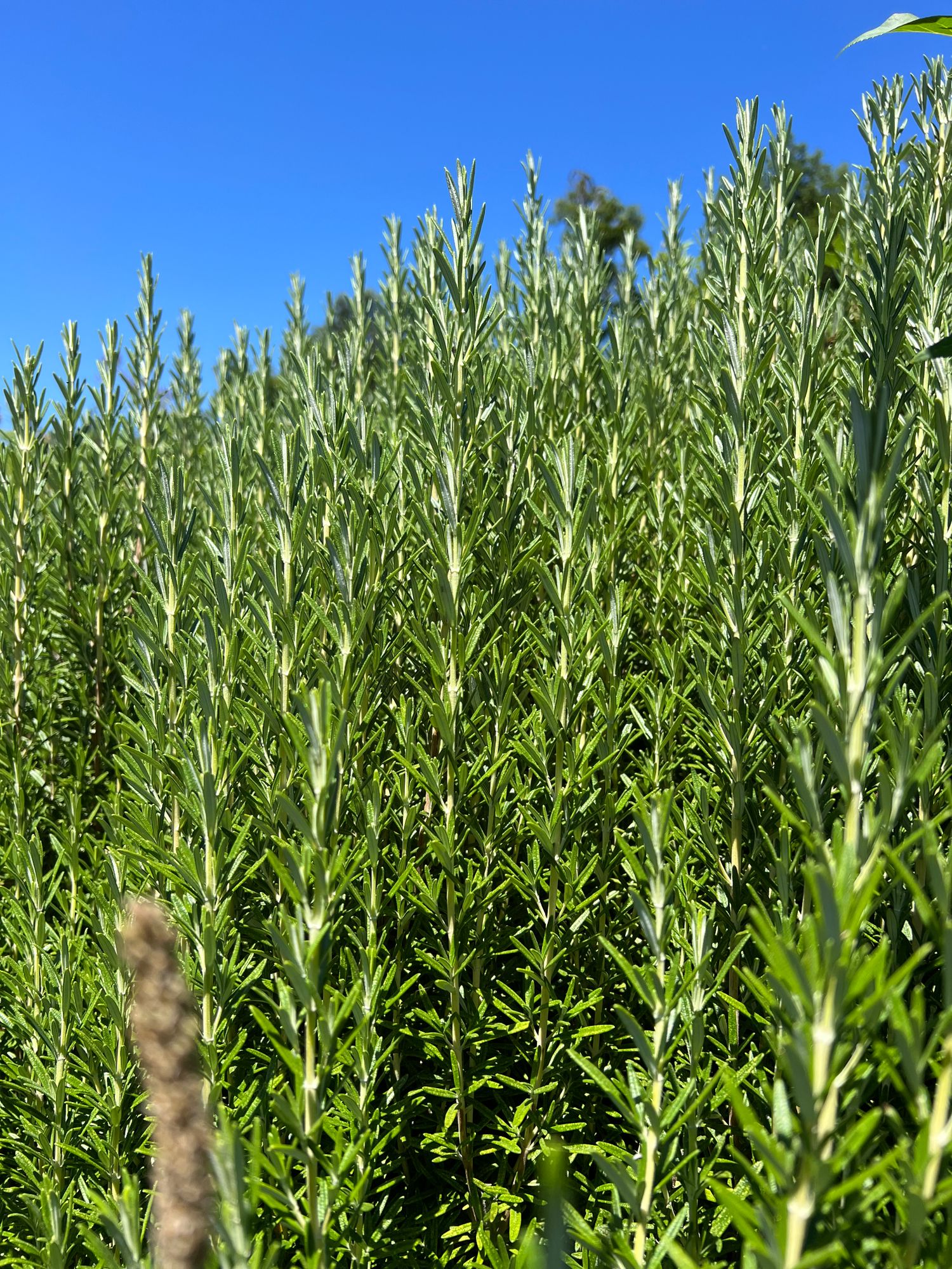 ROSMARINUS officinalis