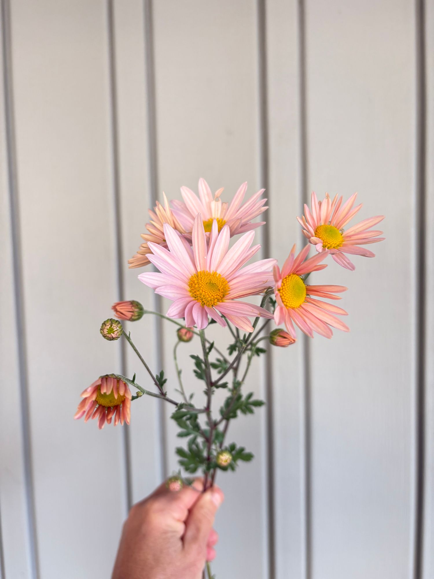 CHRYSANTHEMUM