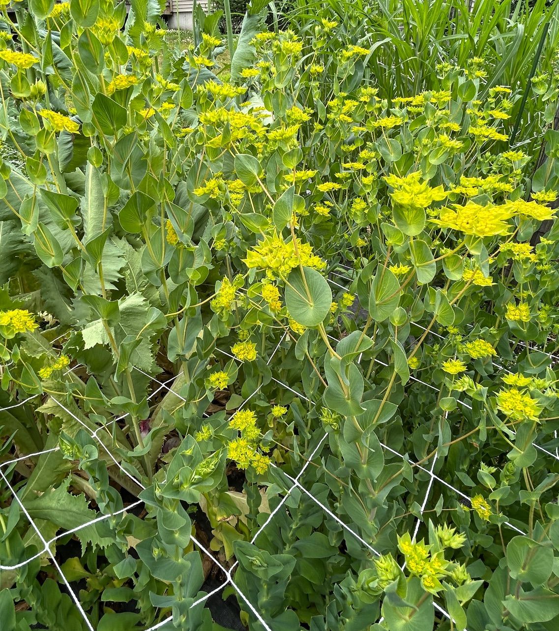 BUPLEURUM griffithii Green Gold