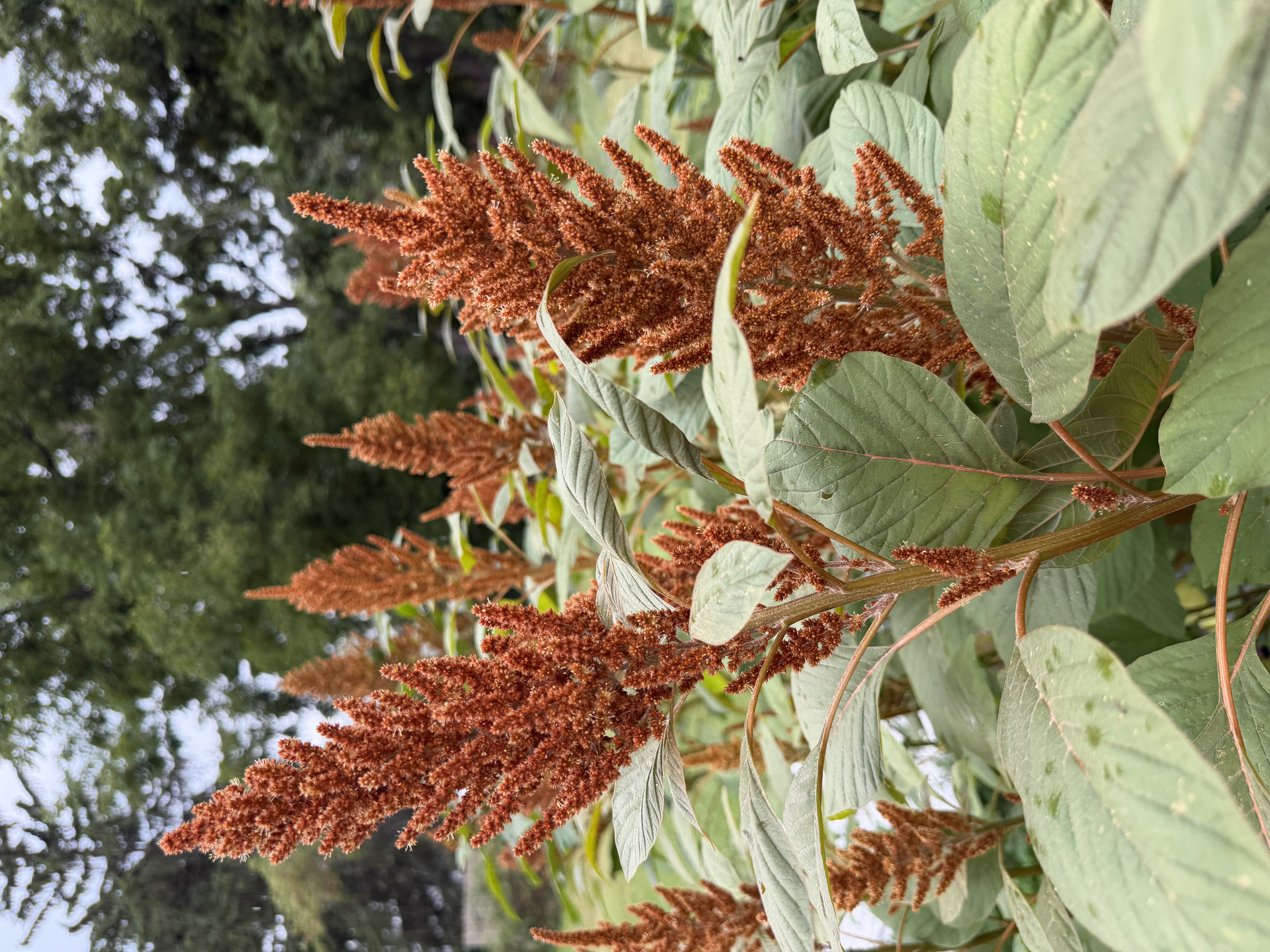 AMARANTHUS cruentus Hot Biscuits