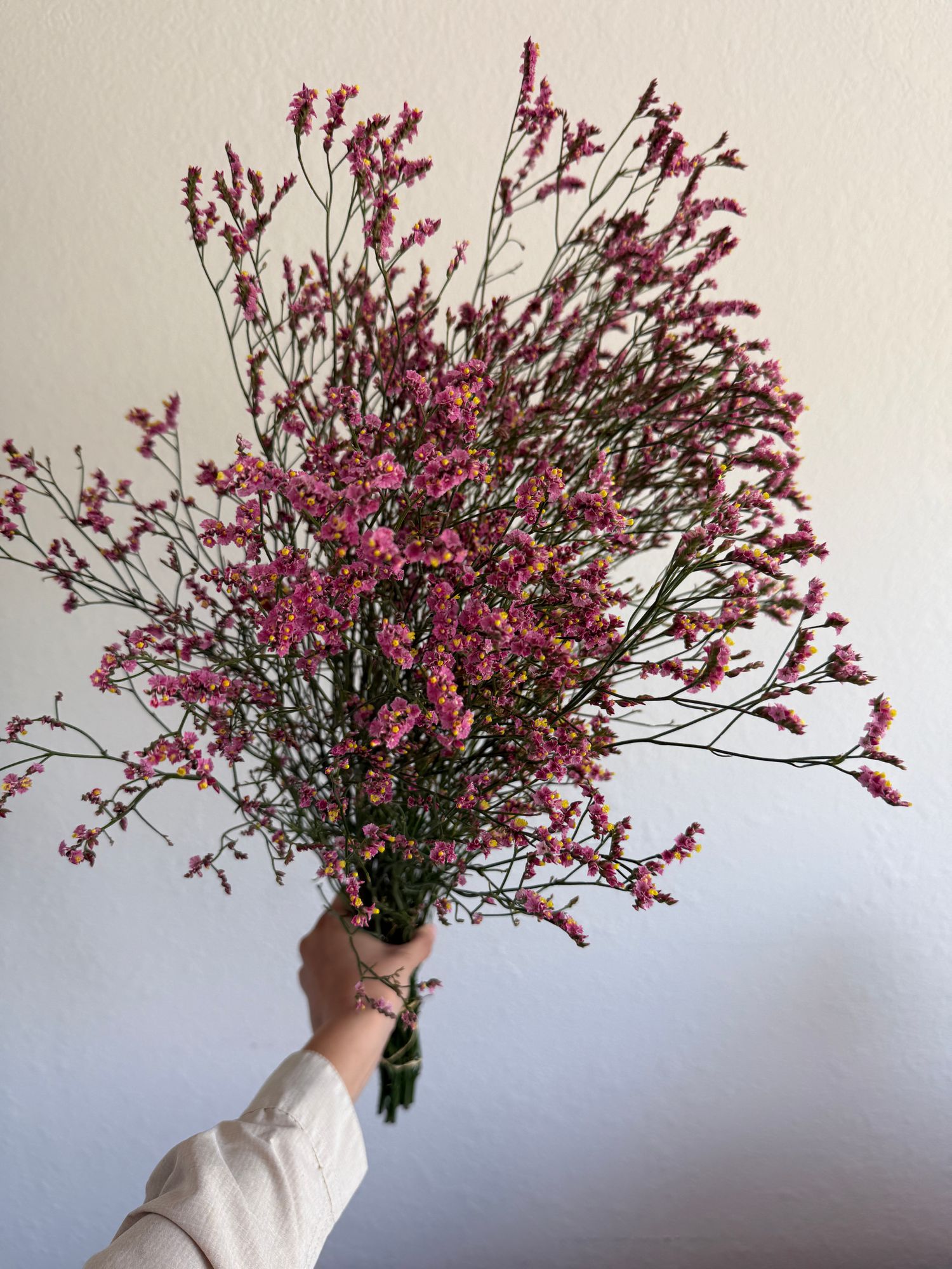 LIMONIUM sinensis Sensy Pink Beauty