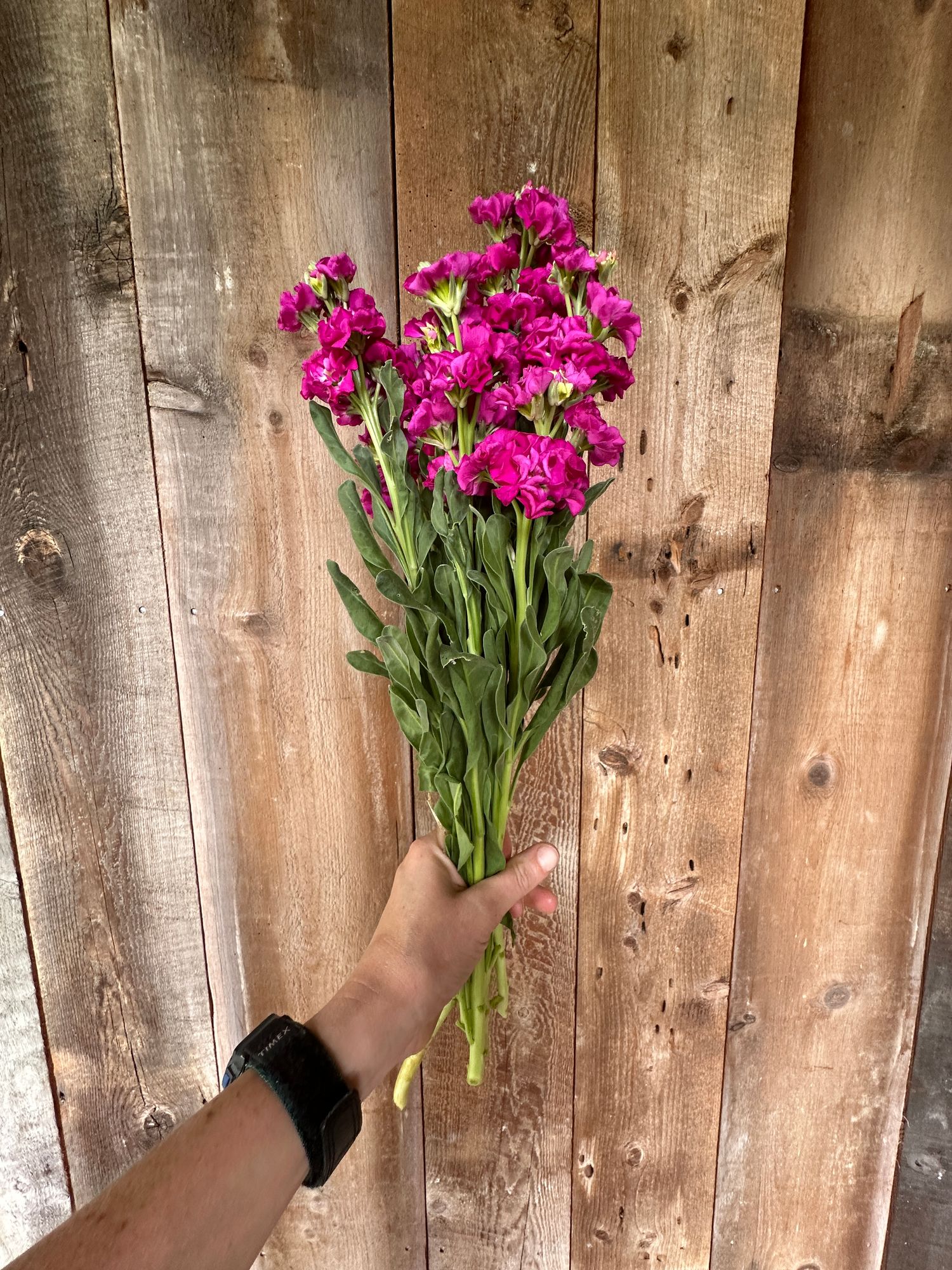 MATTHIOLA incana Iron Rose
