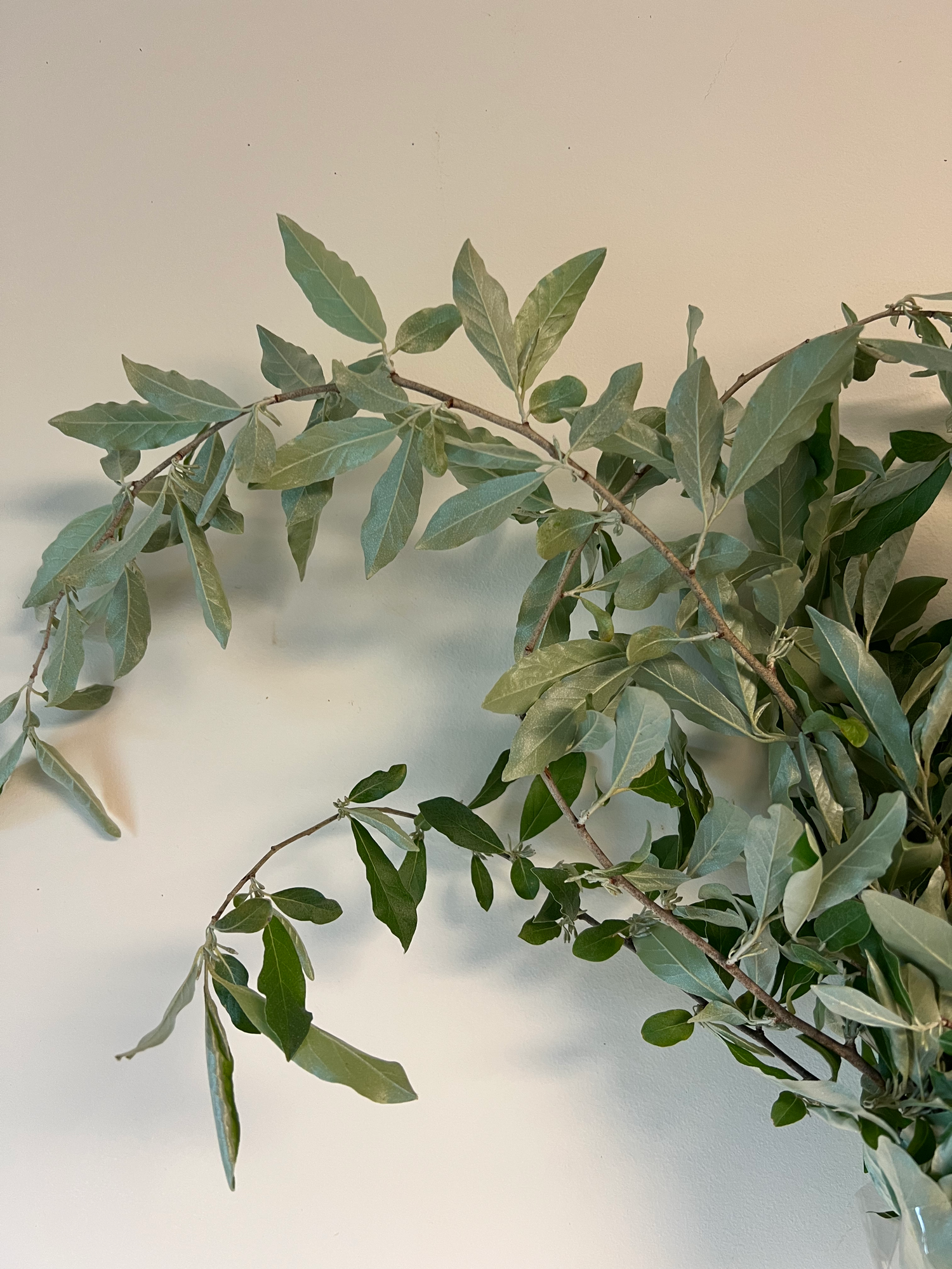 ELAEAGNUS angustifolia