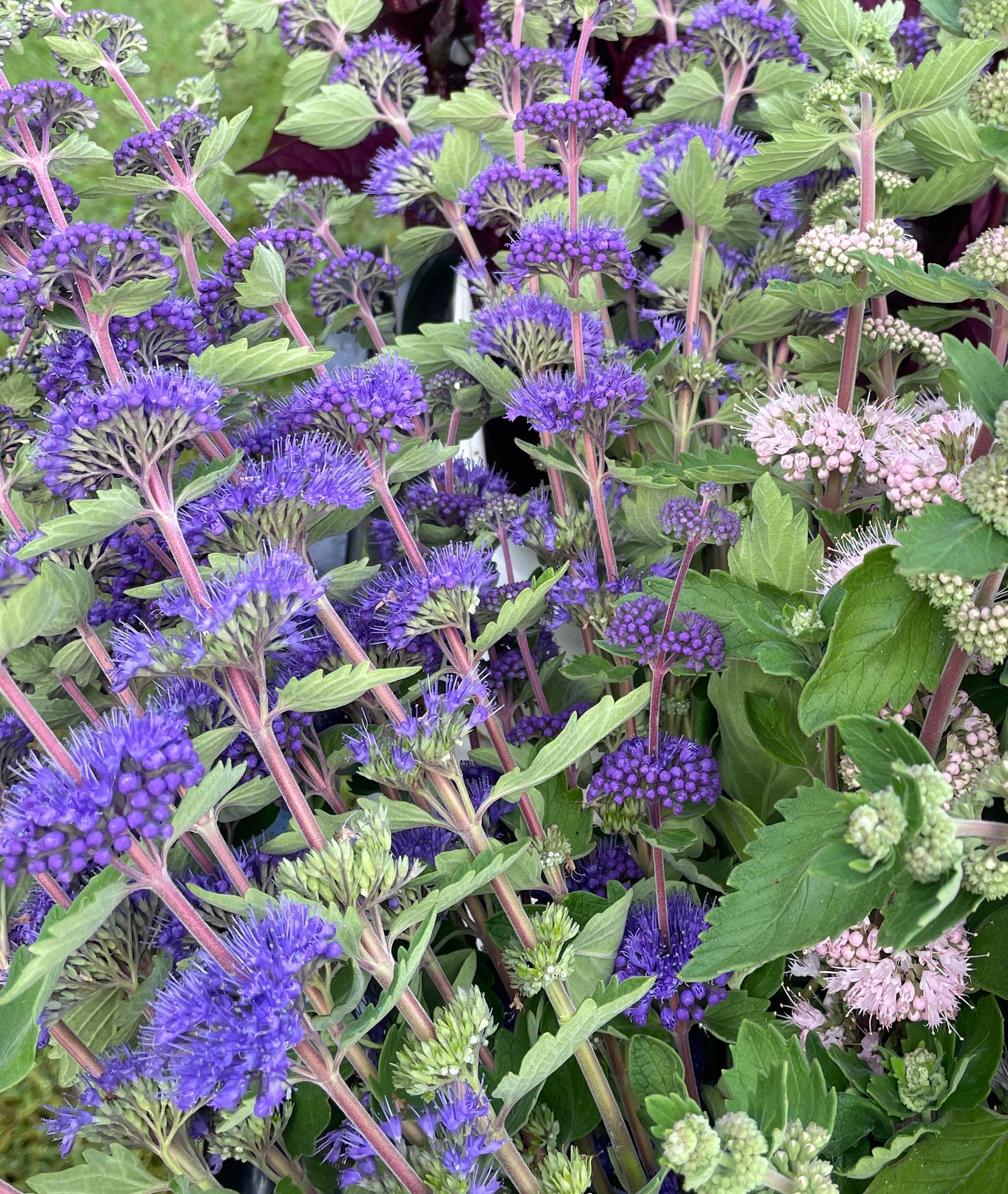 CARYOPTERIS incana Pagoda Lagoon