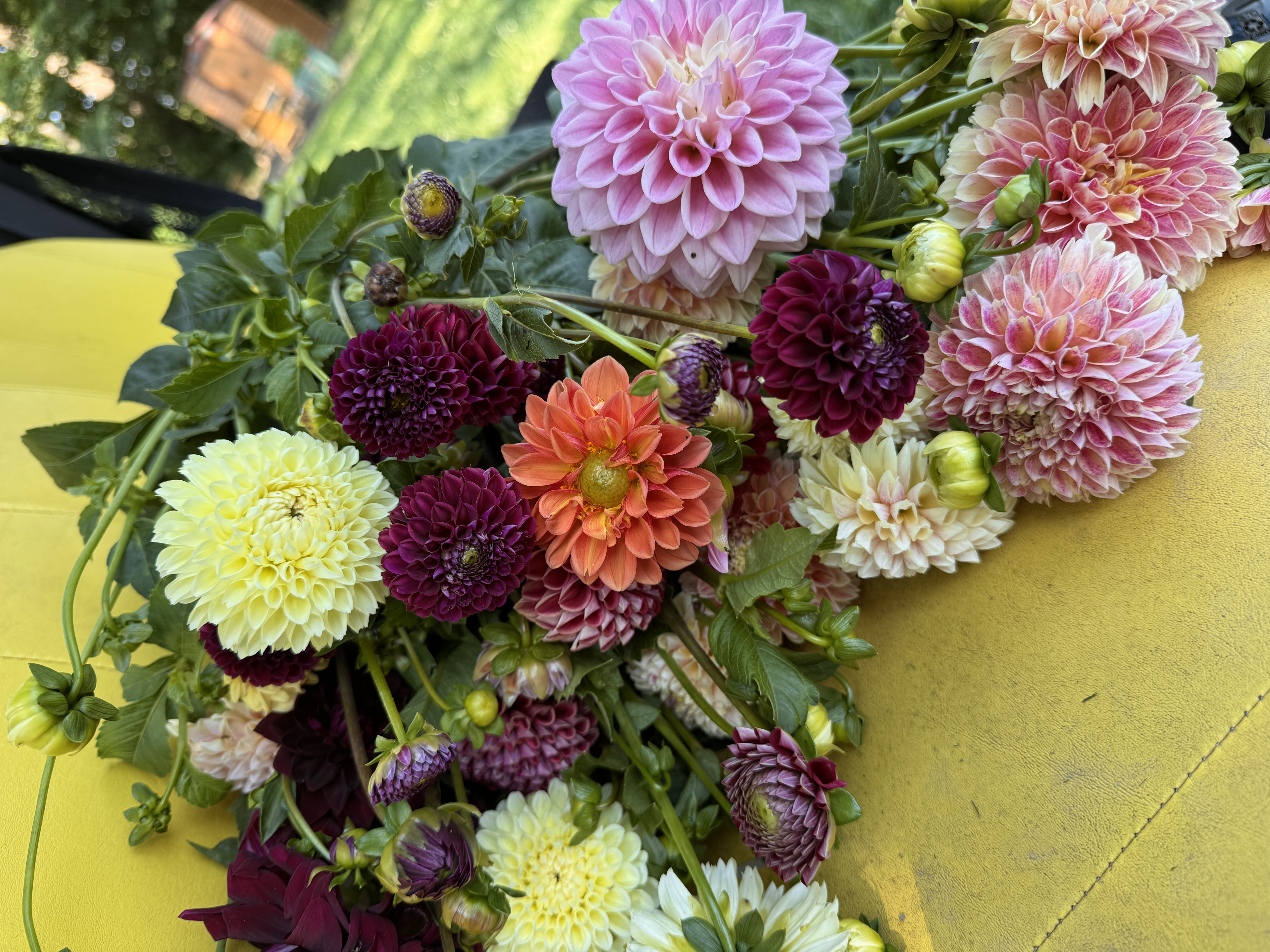 DAHLIA