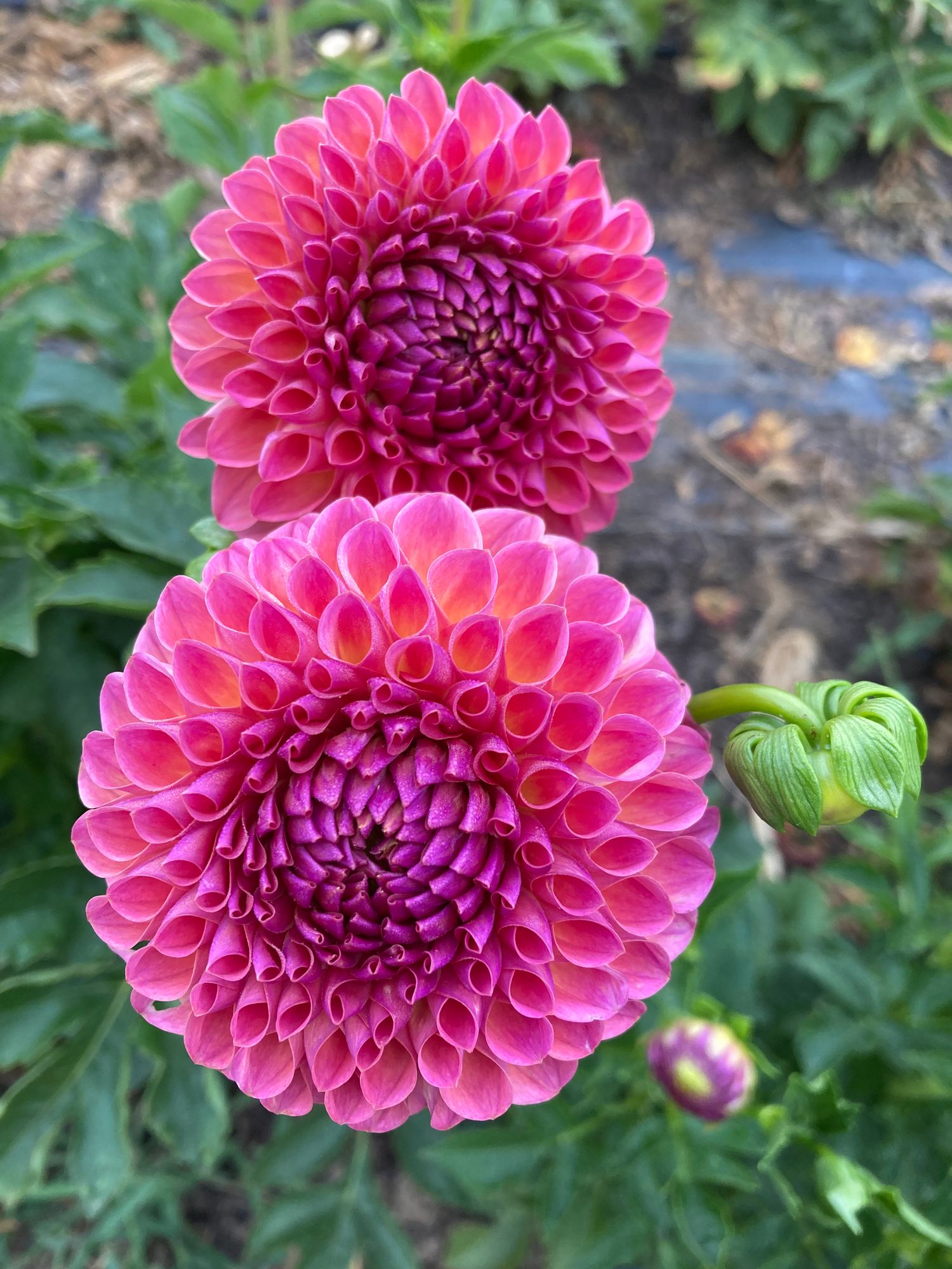 DAHLIA Caitlins Joy