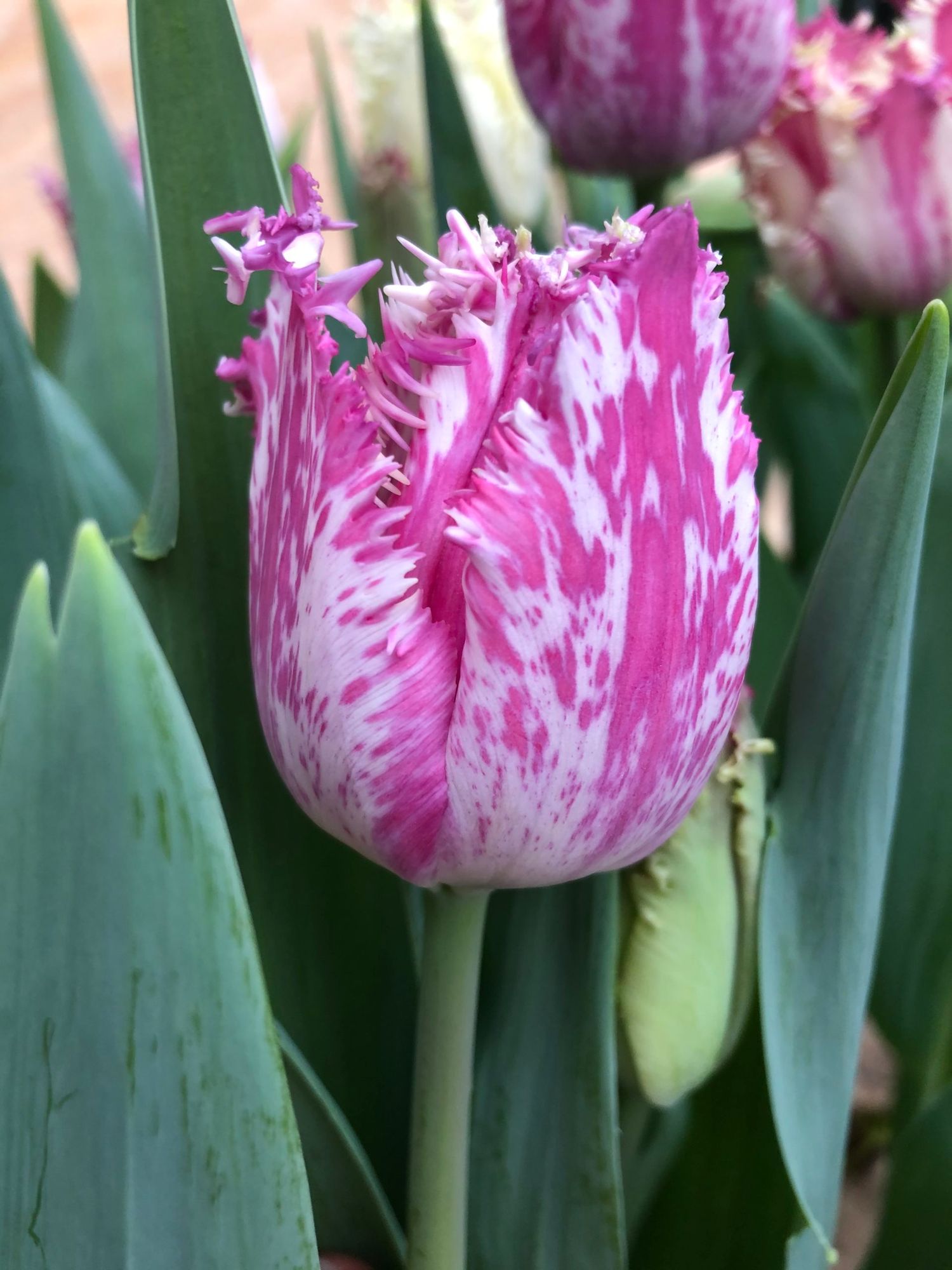 TULIPA Purple Circus